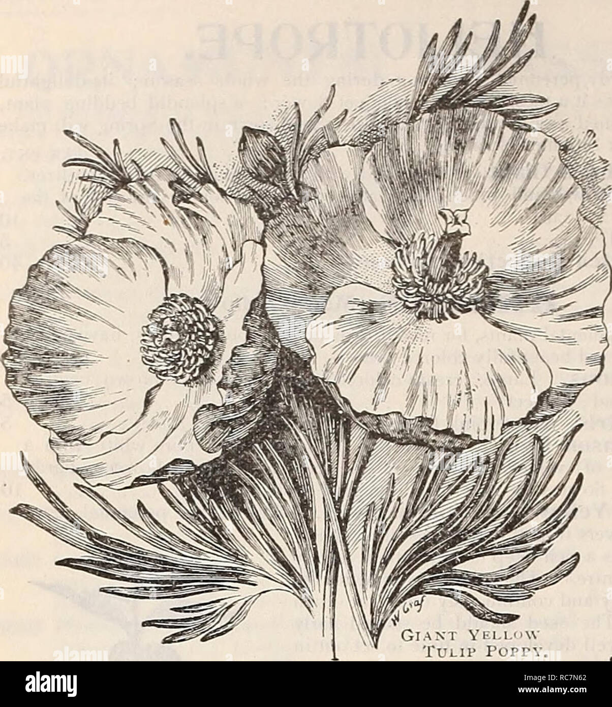 . Dreer's garden calendar : 1899. Seeds Catalogs; Nursery stock Catalogs; Gardening Equipment and supplies Catalogs; Flowers Seeds Catalogs; Vegetables Seeds Catalogs; Fruit Seeds Catalogs. DREER'S RELIABLE FLOWER SEEDS.. GIANT YELLOW TULIP POPPY. (riunnemannia Fumarixfolia.) PER TKT. 593-5 In our trial grounds the past two seasons this was one of the showiest and most satisfactory plants, in over four hundred trials. The seed was sown early in May, and by the middle of Jul}- the plants were covered with their large buttercup-yellow poppy-like blossoms, and they were never out of flower until  Stock Photo