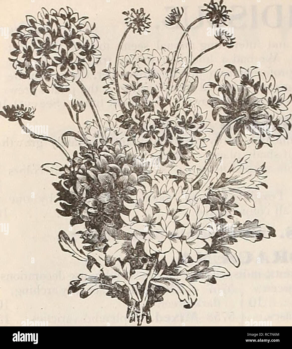 . Dreer's garden calendar : 1899. Seeds Catalogs; Nursery stock Catalogs; Gardening Equipment and supplies Catalogs; Flowers Seeds Catalogs; Vegetables Seeds Catalogs; Fruit Seeds Catalogs. 7o DREER'S RELIABLE FLOWER SEEDS.. Gaillakdia Lorenziana. GENTIANA. A charming hardy perennial, -which blooms early in May. Excellent for edging, rock-work, etc. 5852 Gentiana Acaulis. The Blue Gentian ; flowers rich blue; 6 inches 10 GEUM. Beautiful hardy perennial, bearing pro- fusely large showy flowers all through the Summer ; an elegant flower for bouquets. 5854 Atrococcineum FI. PI. Double scarlet 5 G Stock Photo