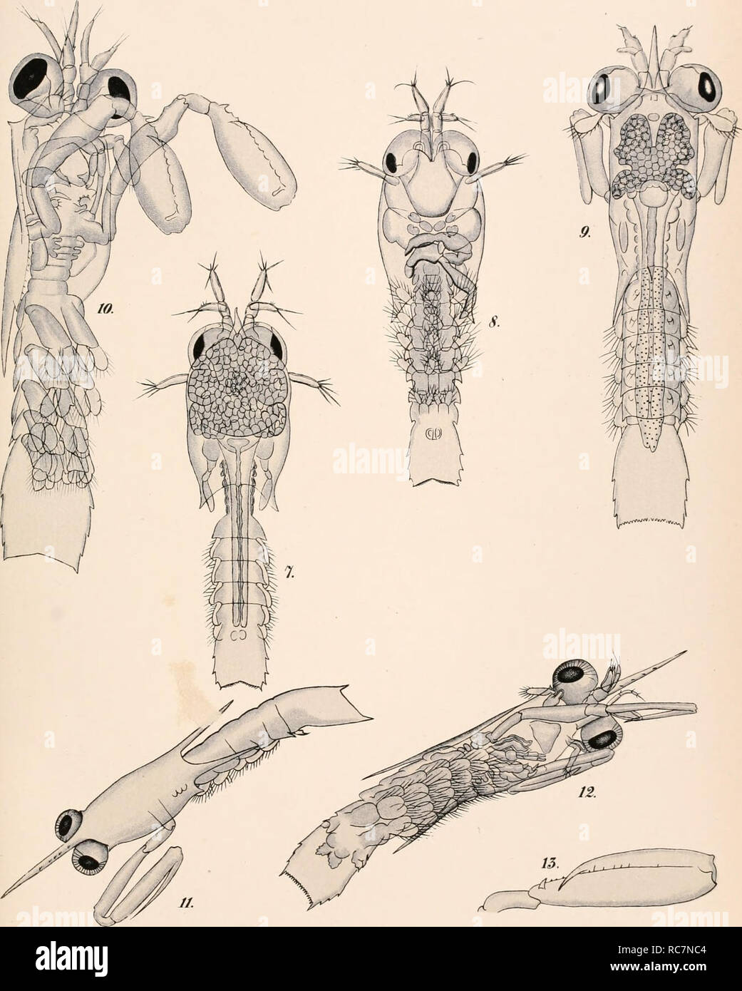 . The embryology and metamorphosis of the Macroura. Crustacea; Embryology -- Crustacea. I'I nlc XV. GONODACTYLUS CHIRAGRA. .. Please note that these images are extracted from scanned page images that may have been digitally enhanced for readability - coloration and appearance of these illustrations may not perfectly resemble the original work.. Brooks, William Keith, 1848-1908; National Academy of Sciences (U. S. ); Herrick, Francis Hobart, 1858-1940. [Washington : National Academy of Sciences : Government Printing Office Stock Photo