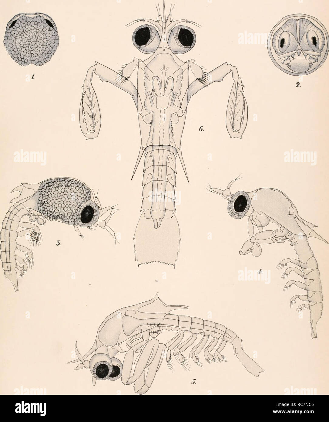 . The embryology and metamorphosis of the Macroura. Crustacea; Embryology -- Crustacea. XIV. 2.. GONODACTYLUS CHIRAGRA. •. Please note that these images are extracted from scanned page images that may have been digitally enhanced for readability - coloration and appearance of these illustrations may not perfectly resemble the original work.. Brooks, William Keith, 1848-1908; National Academy of Sciences (U. S. ); Herrick, Francis Hobart, 1858-1940. [Washington : National Academy of Sciences : Government Printing Office Stock Photo