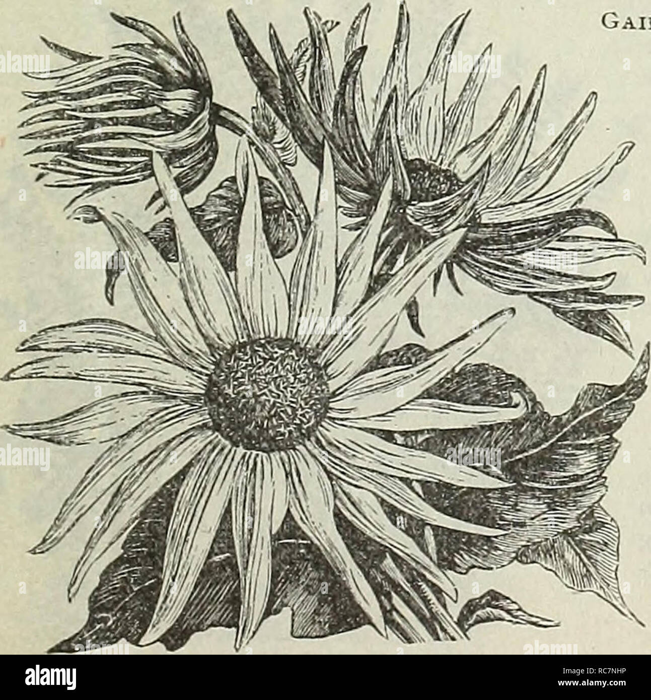 . Dreer's garden calendar : 1899. Seeds Catalogs; Nursery stock Catalogs; Gardening Equipment and supplies Catalogs; Flowers Seeds Catalogs; Vegetables Seeds Catalogs; Fruit Seeds Catalogs. Excelsior Single Dahlias. New Forget-Me-Not, &quot;Star of Love.&quot; 6124 This novelty resembles the well â known Myosotis Victoria, but is much dwarfer, more regular in growth, freer flowering, and has a longer flowering season than any variety. Coming into bloom a week before any other, and is still bright with flowers when they are over. The color is a true Forget-Me-Not blue, so bright that a patch of Stock Photo
