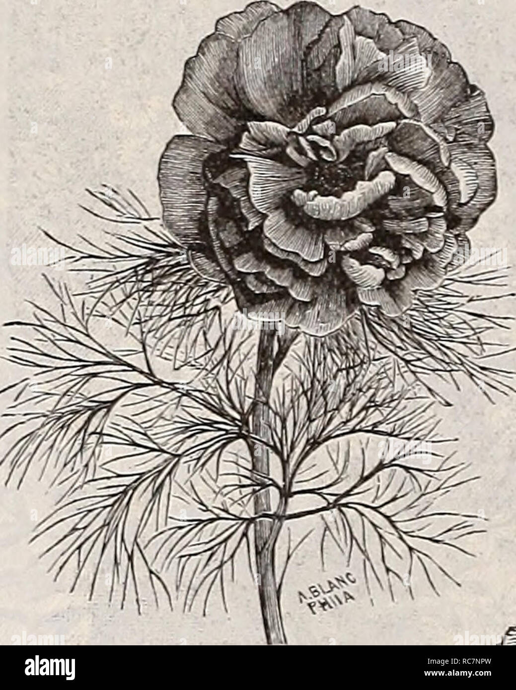 Japanese Tree Peonies Stock Photos Japanese Tree Peonies - 