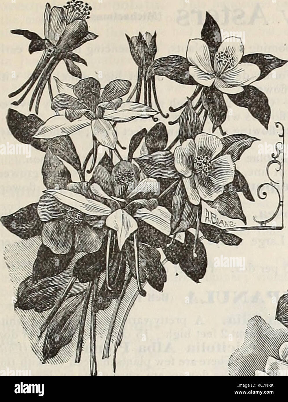 . Dreer's garden calendar : 1898. Seeds Catalogs; Nursery stock Catalogs; Gardening Catalogs; Flowers Seeds Catalogs; Vegetables Seeds Catalogs. SELECT LIST OF HARDY PERENNIALS.. Aquilegia Glandulosa. ANEMONE JAPONICA. One of the most beautiful of ihe hardy herbaceous plants. They com- mence to open their lich-colored blooms in August, and continue to incrense in beauty until cut by frost. They thrive l)est in a light, rich, moist soil, and should not be transplanted more than is necessary. Alba. Pure white, yellow centre and dark eye. Elegaus. Carmine, yellow centre, dark eye. Liady Ardilaiin Stock Photo