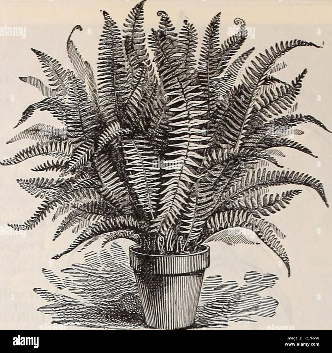 . Dreer's garden calendar : 1898. Seeds Catalogs; Nursery stock Catalogs; Gardening Catalogs; Flowers Seeds Catalogs; Vegetables Seeds Catalogs. 120 BEST PLANTS FOR GARDEN AND GREENHOUSE. NEW AND RARE FERNS. Aspleililim XidUS Avis {Bird's-nest Fern). We have now, foi' tlie first lime, a fine lot of this rare and interesting Fern. Good strong plants, $1.25 each. Nephrolepis Cordata Coiupacta. In our estimation this variety is the finest of all the Sword Ferns; il is of free, strong.growing compact habit, attaining when fully grown a height of about 2 feet. The fronds are of a dark green color,  Stock Photo