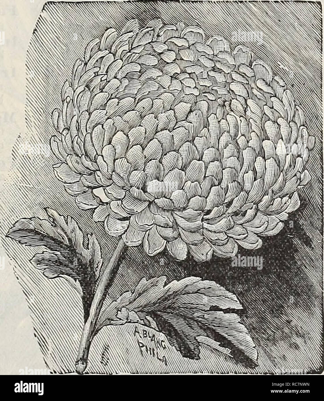 . Dreer's garden calendar : 1898. Seeds Catalogs; Nursery stock Catalogs; Gardening Catalogs; Flowers Seeds Catalogs; Vegetables Seeds Catalogs. Ostrich Plume Chrysanthemum. Cissus Discolor. A beautiful climber for hanging 5asket&gt;, with mottled and marbled ;rimsoii and green foliage. (See rut.) 20 cts. each. Cestrum Parqui. (Night=blooining Jasamine.) A beautiful tender shrub of easy ;uitivation, with small greenish- vhite flowers, of delightful fra- grance, which is dispensed during he night only. 15 cents each. Clerodendron Balfouri. A beautiful greenhouse climber, md admirably suited for Stock Photo
