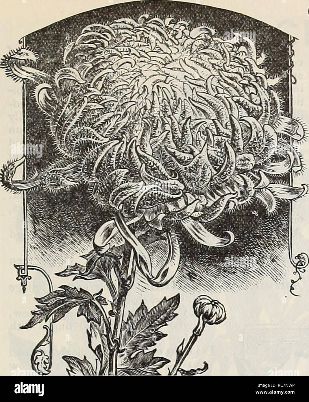 . Dreer's garden calendar : 1898. Seeds Catalogs; Nursery stock Catalogs; Gardening Catalogs; Flowers Seeds Catalogs; Vegetables Seeds Catalogs. BEST PLANTS FOR GARDEN AND GREENHOUSE. 115. Ostrich Plume Chrysanthemum. Cissus Discolor. A beautiful climber for hanging 5asket&gt;, with mottled and marbled ;rimsoii and green foliage. (See rut.) 20 cts. each. Cestrum Parqui. (Night=blooining Jasamine.) A beautiful tender shrub of easy ;uitivation, with small greenish- vhite flowers, of delightful fra- grance, which is dispensed during he night only. 15 cents each. Clerodendron Balfouri. A beautiful Stock Photo