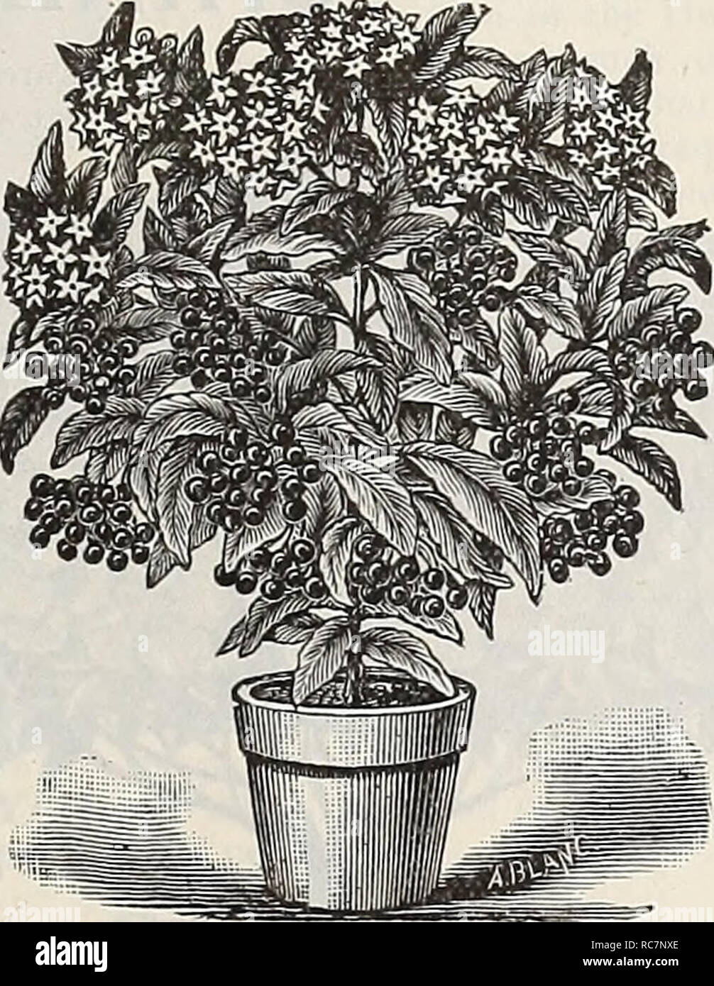 . Dreer's garden calendar : 1898. Seeds Catalogs; Nursery stock Catalogs; Gardening Catalogs; Flowers Seeds Catalogs; Vegetables Seeds Catalogs. Allamanda Williamsii. ANTHEMIS CORONARIA DOUBI.E. One of the must useful plants for bedding ur pot culture bears iis golden-yellow double flowers pro- fusely during the entire season. 15 cts. each, $1.50 per doz. ARDISIA CRENUEATA. A very ornamental greenhouse plant, with dark evergreen foliage, producing clusters of brilliant red berries ; a first-class house- plant in winter. (See cut.) 25, 50 and 75 cts. each, according to size. ARISTOEOCHIA EEEGAN Stock Photo