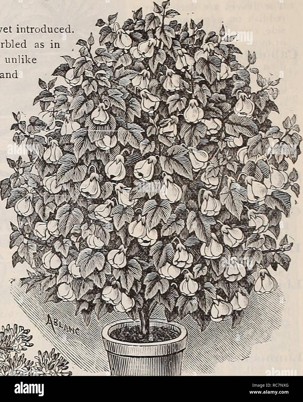 . Dreer's garden calendar : 1898. Seeds Catalogs; Nursery stock Catalogs; Gardening Catalogs; Flowers Seeds Catalogs; Vegetables Seeds Catalogs. Agapanthus. Abutilon Golden Fleece. ACHIMENES. Tropical plants for summer blooming; the scaly tubers must be preserved entirely dry during the winter. In early spring pot in peat, sand and a little light soil. They delight in heat, moist- ure and shade while growing, hut in a cooler temperature when in bloom. Do not water the foliage. Excellent for baskets. Six choice varieties named. 15 cts. each, Â§1.50 per doz. Alocasia Sandbriana. AGAPAIVTHUS UMBE Stock Photo