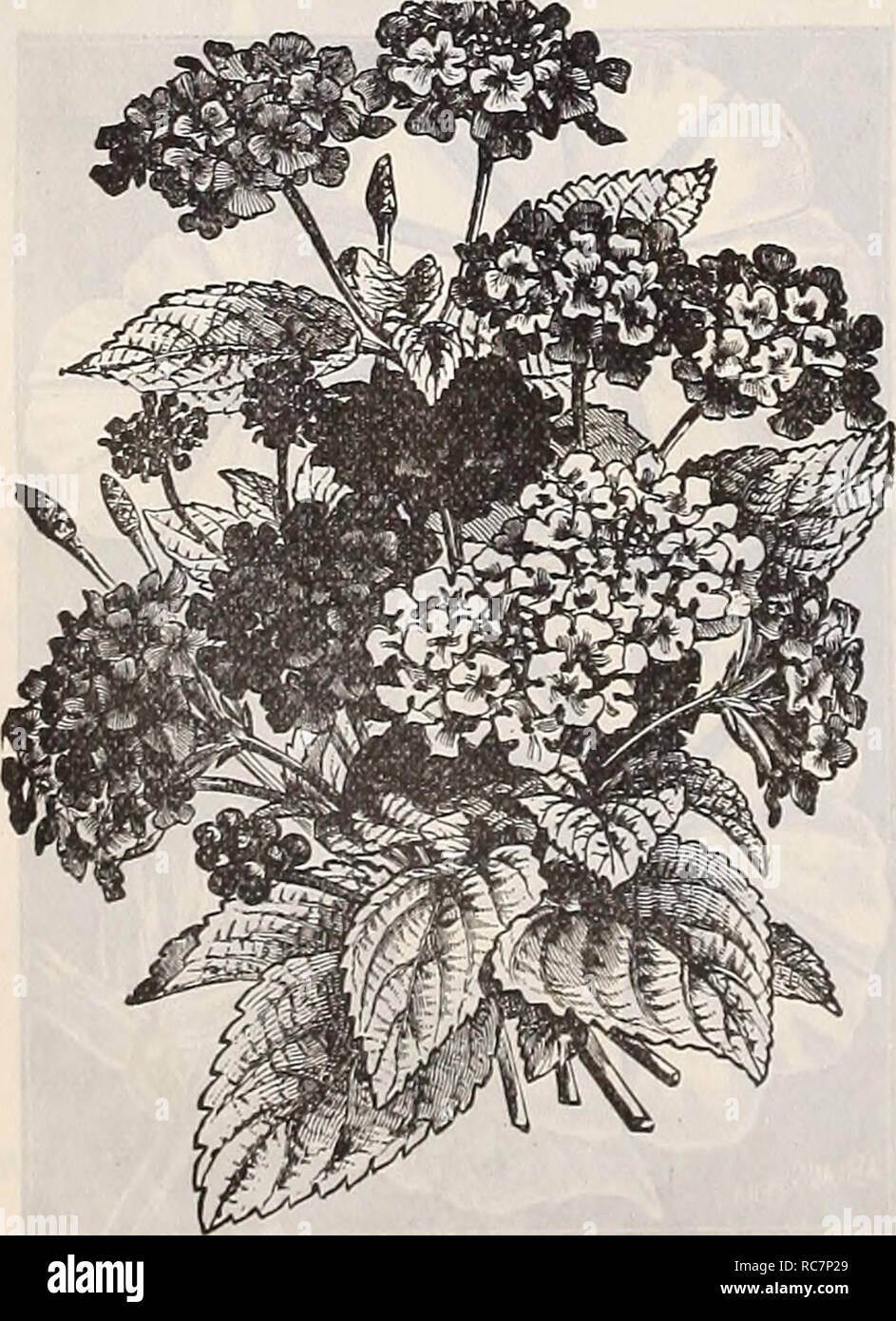 . Dreer's garden calendar : 1898. Seeds Catalogs; Nursery stock Catalogs; Gardening Catalogs; Flowers Seeds Catalogs; Vegetables Seeds Catalogs. Jacob^a Elegan3.. EARKSPUR. This is one of the best knowri of garden flowers. A vast improve- ment has been effected, by careful seleetion and attentive cultivation, in size and color of the blossoms and the general habit of the plant. For large gardens, shrubberies, etc., the branching varieties will be found peculiarly well fitted. Hardy annuals. jFor Perennial Larkspurs, see Delphi- niiivi. pasre 69. PER PKT. 5710 li a r k s p u r. Dwarf Rocket. Fi Stock Photo