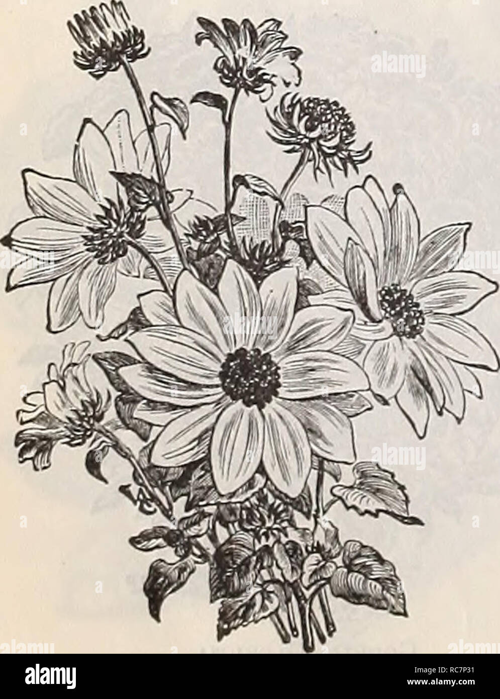 . Dreer's garden calendar : 1898. Seeds Catalogs; Nursery stock Catalogs; Gardening Catalogs; Flowers Seeds Catalogs; Vegetables Seeds Catalogs. 5802 Eulalia Jap. Varieg'ata. Striped white and green . 5988 Lag-urUS OvatuS [H^ires Tail Grass). Beauti- ful small white heads or spikes of bloom, excellent for bouquets ; annual; 1 foot &amp; 6263 Peunisetum Ruppeliammi. Beautiful and graceful spikes of purple ; whether for border decora- tion or for bouquets this is one of the. best; 2 J feet. 10 6556 Setaria Mag'ua {Brislty Fox-tail Grass). A handsome grass, growing 10 to 12 feet high, bearing den Stock Photo
