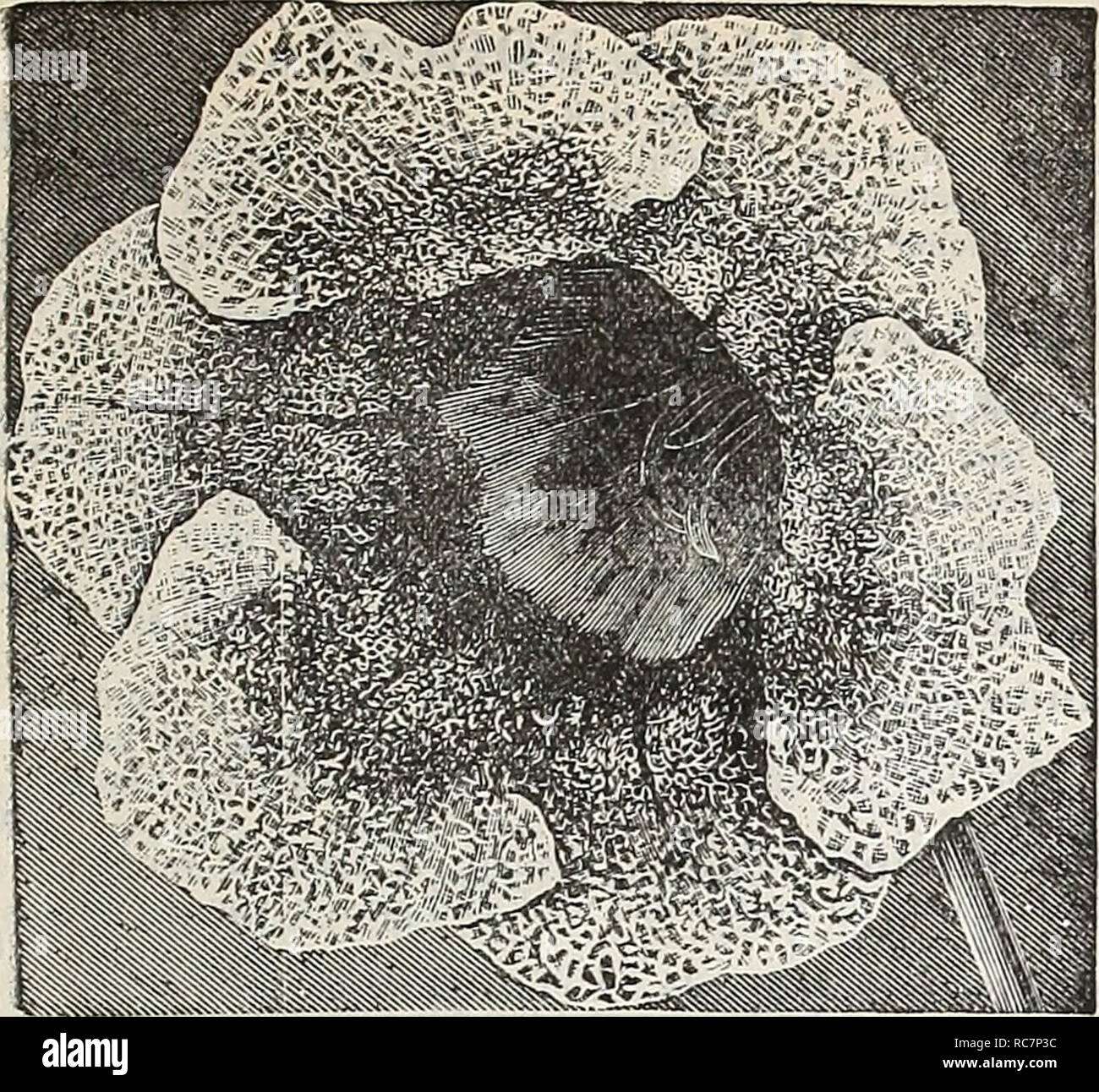 . Dreer's garden calendar : 1898. Seeds Catalogs; Nursery stock Catalogs; Gardening Catalogs; Flowers Seeds Catalogs; Vegetables Seeds Catalogs. DREER'S RELIABLE FLOWER SEEDS. 71. Gloxinia Hybrida Punctaia. GI.OBB AMARANTH. (Gomphrena.) Popularly known as &quot; Bachelor's Buttons,&quot; a first-rate bedding plant; flowers can be dried and used in winter bouquets. PER PKT. S896 Globe Amaranth, NpiiaConii&gt;acta. Red, 1 foot. (See cut.) 5 5900 Mixed. 2 feet. Per oz. 40 cts 5 G1VAPHAI.IUM. (Edelweiss.) Principally found on the Alps of Switzerland. Seed must be sown early in the spring in shallo Stock Photo