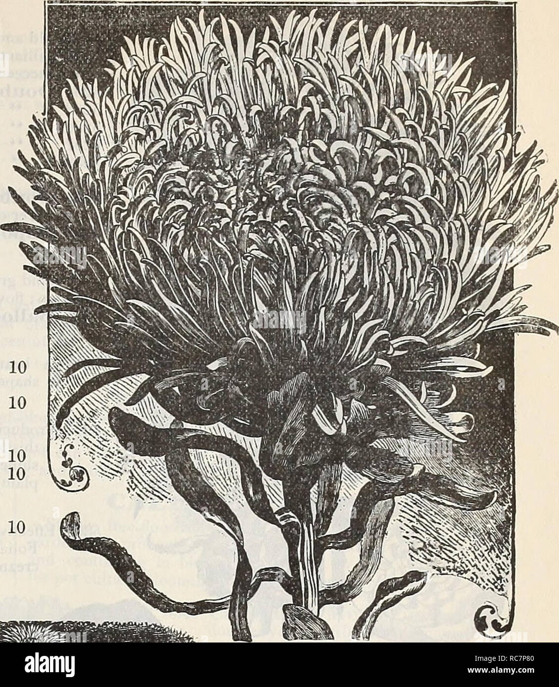 . Dreer's garden calendar : 1898. Seeds Catalogs; Nursery stock Catalogs; Gardening Catalogs; Flowers Seeds Catalogs; Vegetables Seeds Catalogs. DREER'S RELIABLE FLOWER SEEDS. 59 VARIOUS ASTERS. p,,p«, 5238 Climax, or Tree. A new Aster of the I'asony flowered type, but shows a great improvement over that popular son. The phiiit grows about 2 feet high, as regularly branched as a pine tree, flowers of immense size; dazzling while ; very double. 15 5173 Cocardeau, or Crown. Showy flowers, very doid)le, with white centres bordered vviih bright rich colors; mixed colors ; 1.} feet 10 5171 Dwarf Py Stock Photo