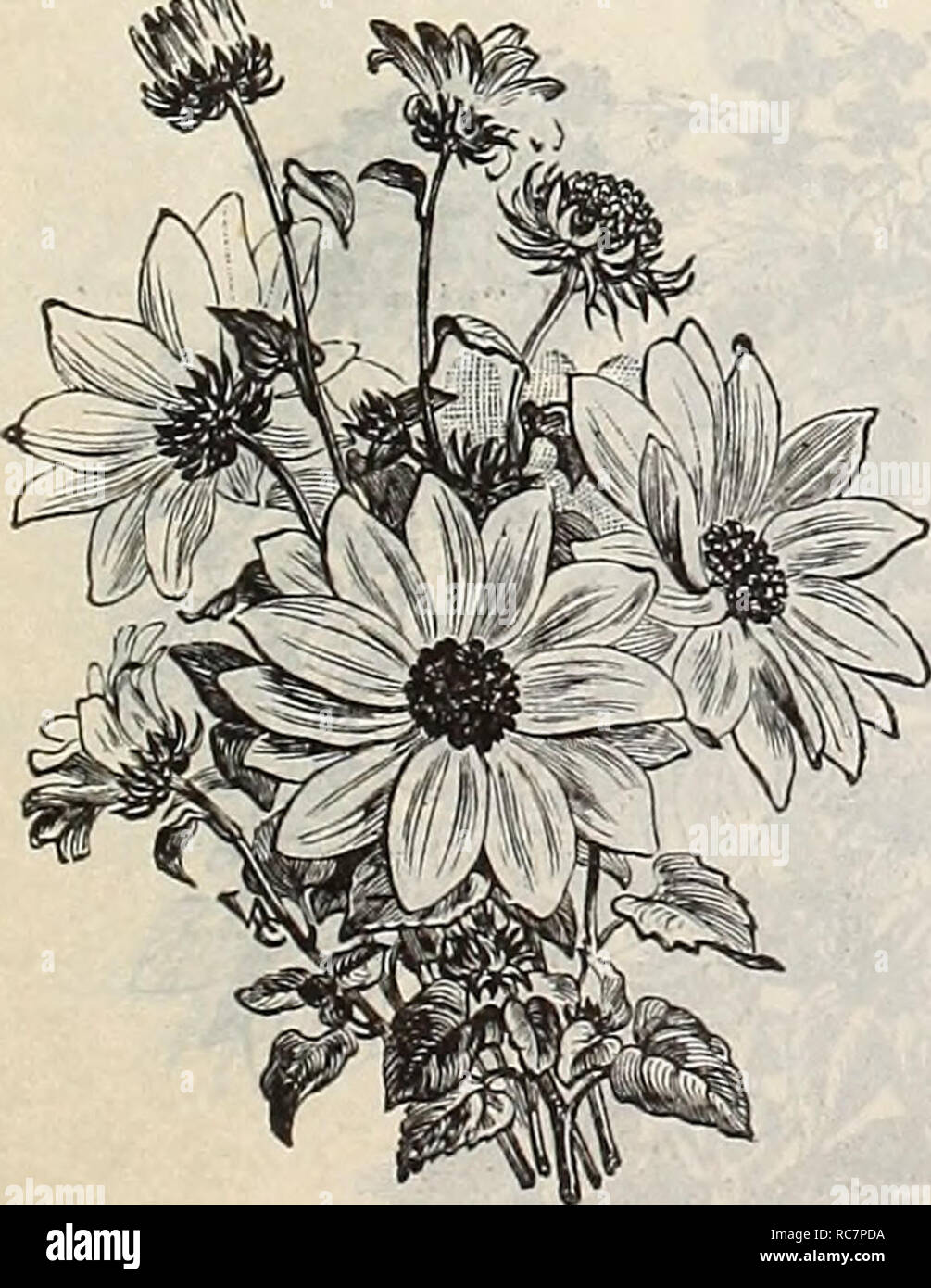 . Dreer's garden calendar : 1897. Seeds Catalogs; Nursery stock Catalogs; Gardening Equipment and supplies Catalogs; Flowers Seeds Catalogs; Vegetables Seeds Catalogs; Fruit Seeds Catalogs. %^? Helianthus or Sunflower. eHÂ£;-';Â«i?JÂ«3Rk&gt;, Remarkable for the stately growth, size and brilliancy of their flowers, making a very good effect among shrubbery and for screens. Hardy annuals. perpkt 5920 Helianthus Nanus Fl. PI. (Globe of Gold). Dwarf double- orange flowers; 4 feet. Per oz., 30 cts 5 5922 âNanus Variegatis. Bushy, pyramidal-shaped plants; varie- gated leaves; 4 feet 5 5921 âGlobosus Stock Photo