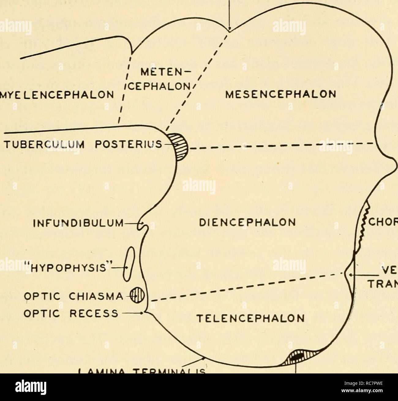 . Embryology. Embryology; Embryology; genealogy. THE BRAIN AND ITS