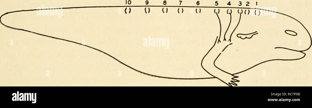 Optic nerve pathway hi-res stock photography and images - Alamy