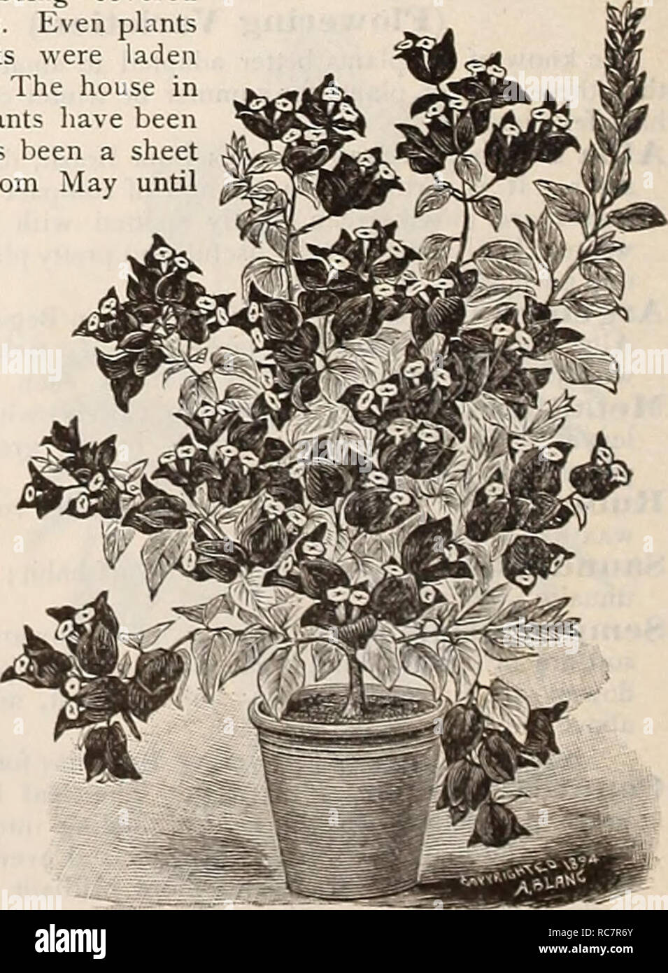 . Dreer's garden calendar : 1896. Seeds Catalogs; Nursery stock Catalogs; Gardening Equipment and supplies Catalogs; Flowers Seeds Catalogs; Vegetables Seeds Catalogs; Fruit Seeds Catalogs. Bouvardia, Alfred Nkunbr. BOUYARDIAS. Shrubby plants, with corymbs of white, rose, crimson and scarlet flowers, blooming during the autumn and winter. Alfred Neuner. Purest waxy-white. (See cut.) Davidsoni. The be--t of the single white varieties. Hlllllboldti Corymbiflora. Pure white, fragrant. President Cleveland. Dazzling scarlet flowers. Rosea Multiflora. Beautiful shade of salmon rose. 15 cts. each, se Stock Photo