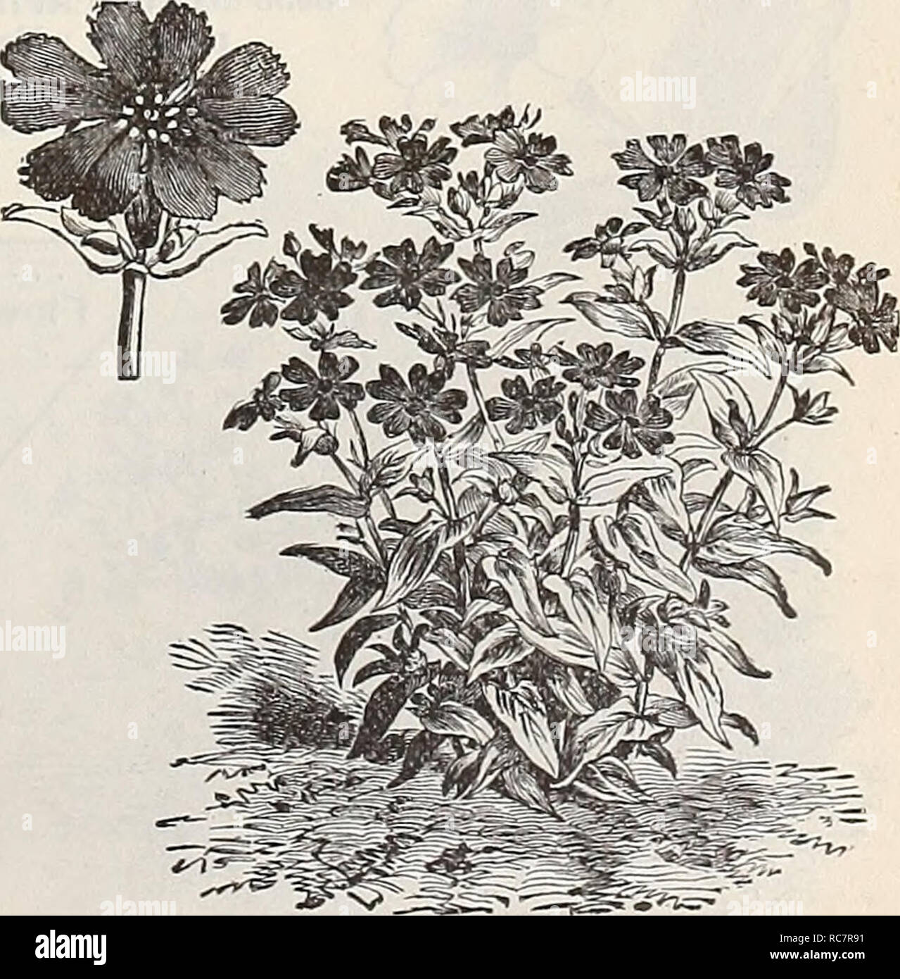 . Dreer's garden calendar : 1896. Seeds Catalogs; Nursery stock Catalogs; Gardening Equipment and supplies Catalogs; Flowers Seeds Catalogs; Vegetables Seeds Catalogs; Fruit Seeds Catalogs. Maurandi LINUM. One of the most effective and showy bedding plants, of long duration, having fine foliage and delicate stems. PER PKT. 6017 LinumCoCCineum. Brilliant scarlet crim- son ; hardy annual; 1 foot 5 6018 — Flavum. Golden yellow, perennial 5 LOPHOSPERMUM. Highly ornamental annual climber, with showy, fox- glove like flowers; 10 feet. (See cut.) 6035 Liophospermum Scandens. Rosy pur- ple 10 I.UPINUS Stock Photo