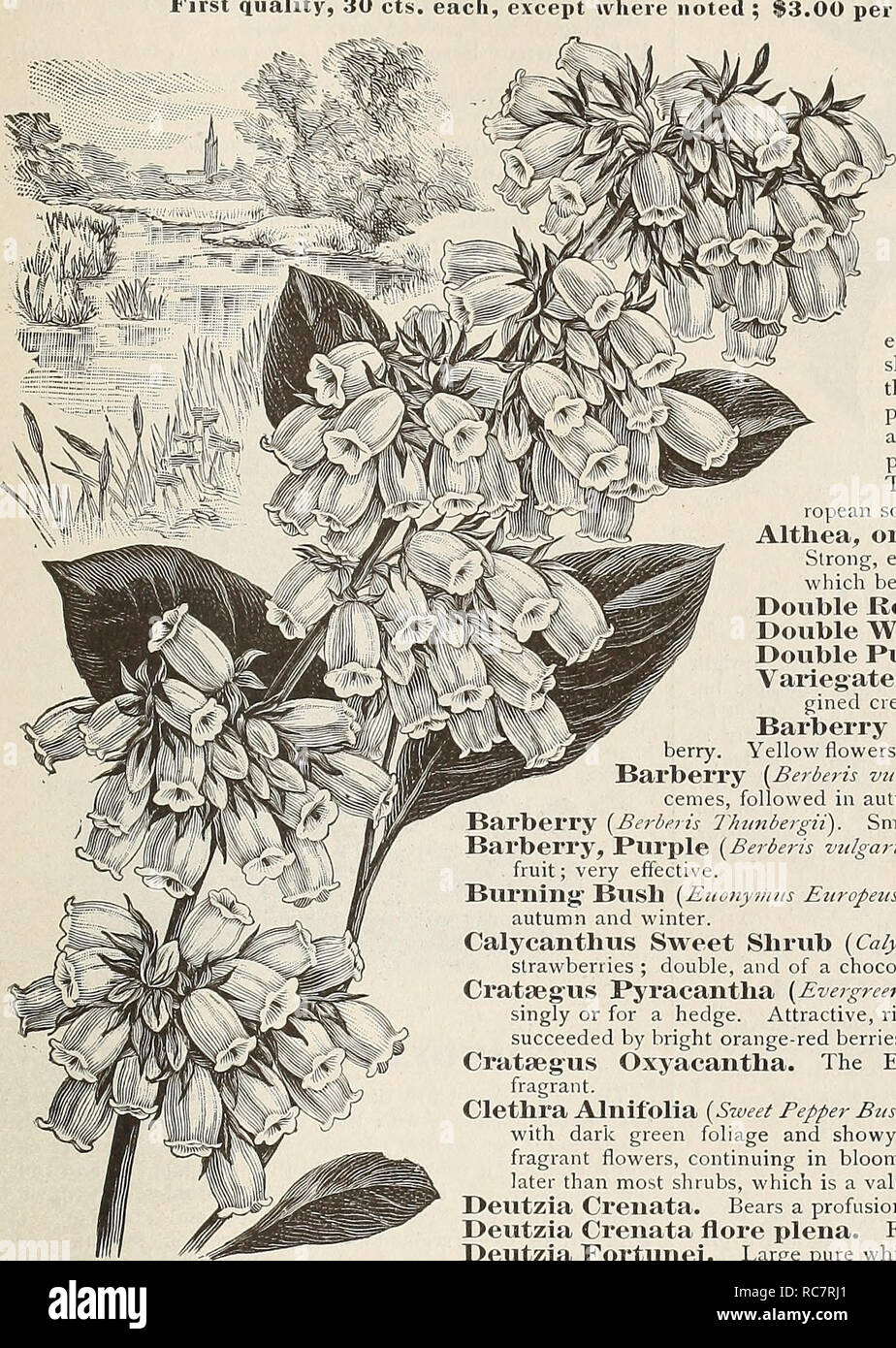 . Dreer's garden calendar for 1892 : a catalogue of choice vegetable, field and flower seeds new, rare and beautiful plants garden implements and fertilizers. Seeds Catalogs; Nursery stock Catalogs; Gardening Equipment and supplies Catalogs; Flowers Seeds Catalogs; Vegetables Seeds Catalogs. HARDY FLOWERING SHRUBS. 139 Hflf*DY SHRUBS. First quality, 30 cts. each, except wlie. 00 per doz.; $20.00 per lOu. Andromeda Mariana. OogWOOd, Red Twigged (Cornus sanguined). A strong growing bush, with crimson colored branches, mak- ing it an attractive object in winter. Exochorda grandiflora. Finely shap Stock Photo