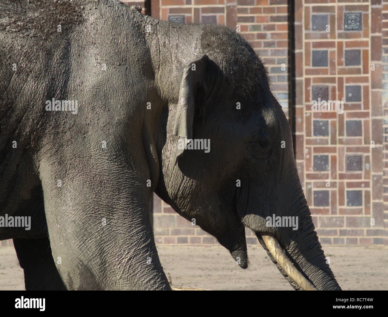 The Elephant Stock Photo