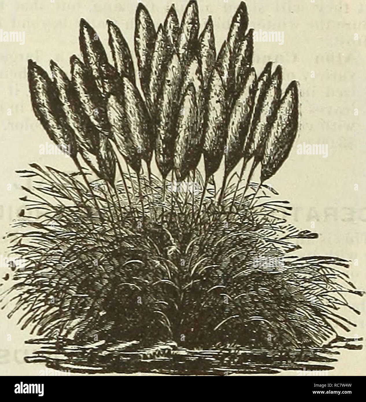 . Dreer's garden calendar : 1889. Seeds Catalogs; Nursery stock Catalogs; Gardening Equipment and supplies Catalogs; Flowers Seeds Catalogs; Fruit Seeds Catalogs; Vegetables Seeds Catalogs. ARUNDO. Doiiav. A magnificent hardy grass, growing to a hei^'ht of 15 feet, and forming dense clumps. It sliould be left undisturbed, as it increases in vigor and attractiveness from vear to year. 25 cts. to §1.00 each. Donax Variegata. A hardy, broad-leaved, va- riegated bamboo; foliage &quot;creamy white and green, retaining its bright, fresh color until frost; growing G to S feet lifgh, of graceful form  Stock Photo