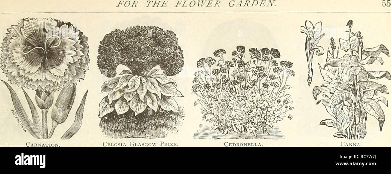 . Dreer's garden calendar : 1889. Seeds Catalogs; Nursery stock Catalogs; Gardening Equipment and supplies Catalogs; Flowers Seeds Catalogs; Fruit Seeds Catalogs; Vegetables Seeds Catalogs. FOR FL O WER GARDEN.. CeDRHNI I 1 A. (.ANNA. CAN DYTU ^-JâContinued. PER PKT. 5386 llmbellata Carminea. This new variety is of (Iwiuf, ooiiipact liabit, and bears a mass of extra tine oainline bloom ; (i inches 10 5390 Fine Mixed. All the above tall-growing vari- eties; 1 foot. Per oz., 30 cts 5 5387 Unibellata Nana, Mixed Dwarf. These ele- gant dwarf hybrids are very tloriteroiis, and re- markable for thei Stock Photo