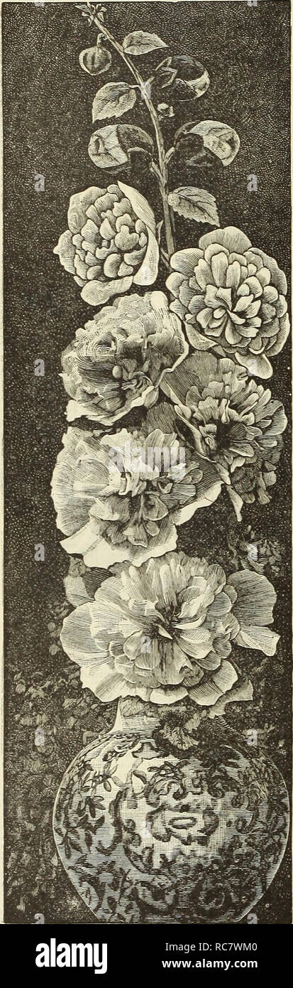 . Dreer's garden calendar for 1888. Seeds Catalogs; Nursery stock Catalogs; Gardening Catalogs; Flowers Seeds Catalogs. 110 DREER'S GARDEN CALENDAR.. HOLLYHOCKS. (Althaea Rosea.) Few hardy plants combine as many good qualities, lend themselves as readily to varied uses, or are as tree from disease as the Hollyhock. For planting in rows or groups on the lawn, or for interspersing among shrubbery, they are invaluable. The flowers, which are as elegant in shape as a Camellia, form perfect rosettes, of the most lovely shades of yellow, crimson, rose, pink, orange, white, etc. It is not surprising  Stock Photo