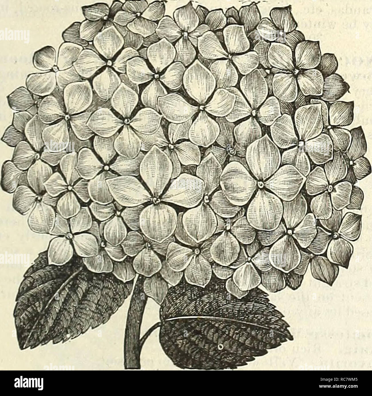 . Dreer's garden calendar for 1888. Seeds Catalogs; Nursery stock Catalogs; Gardening Catalogs; Flowers Seeds Catalogs. HYDRANGEA S Continued. I'aniculata Grandiflora. See Shrubs. Rhamnus Pictus. A grand variety, producing im- Heliotkope—Queen of the Violets. HELIOTROPE. Chieftain. Lilac, large truss. r Grandiflorum. Pale lilac. Mad. de Bloiiay. Large truss, nearly pure white. Mrs. D. Woods. Deep violet-purple; very free, and desirable sort; trusses large ; the flowers are slightly double. Queen of the Violets. Of the deepest violet purple, with large, almost pure white eye, and very fragrant Stock Photo