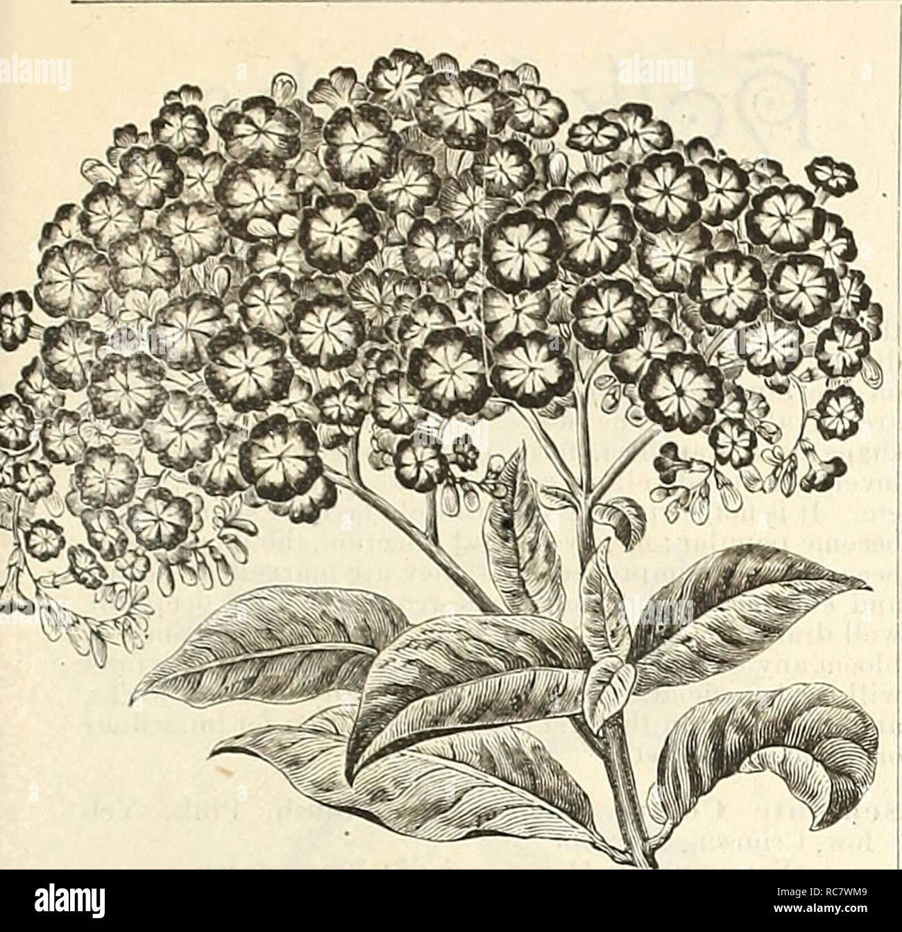 . Dreer's garden calendar for 1888. Seeds Catalogs; Nursery stock Catalogs; Gardening Catalogs; Flowers Seeds Catalogs. GENERAL COLLECTION OF BEDDING PLANTS. 109'. HYDRANGEA S Continued. I'aniculata Grandiflora. See Shrubs. Rhamnus Pictus. A grand variety, producing im- Heliotkope—Queen of the Violets. HELIOTROPE. Chieftain. Lilac, large truss. r Grandiflorum. Pale lilac. Mad. de Bloiiay. Large truss, nearly pure white. Mrs. D. Woods. Deep violet-purple; very free, and desirable sort; trusses large ; the flowers are slightly double. Queen of the Violets. Of the deepest violet purple, with lar Stock Photo