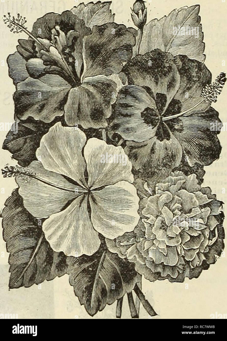 . Dreer's garden calendar for 1888. Seeds Catalogs; Nursery stock Catalogs; Gardening Catalogs; Flowers Seeds Catalogs. DOUBLE IVY LEAVED GERANIUMS. This class of Geraniums is especially adapted for pot -culture or training on trellises, or as trailing plants in hanging baskets. Anna Pfitzer. Salmon rose, shaded pink. De Brazza. Large circular flower, very double; deep rose color. Enrydice. Rosy mauve, shaded red. Jeanne D'Arc. One of the finest varieties in size of flower, perfectly double; pure white, suffused light lavender. -M. Pasteur. Rich magenta. Vice President Joly. Soft pink, slightl Stock Photo