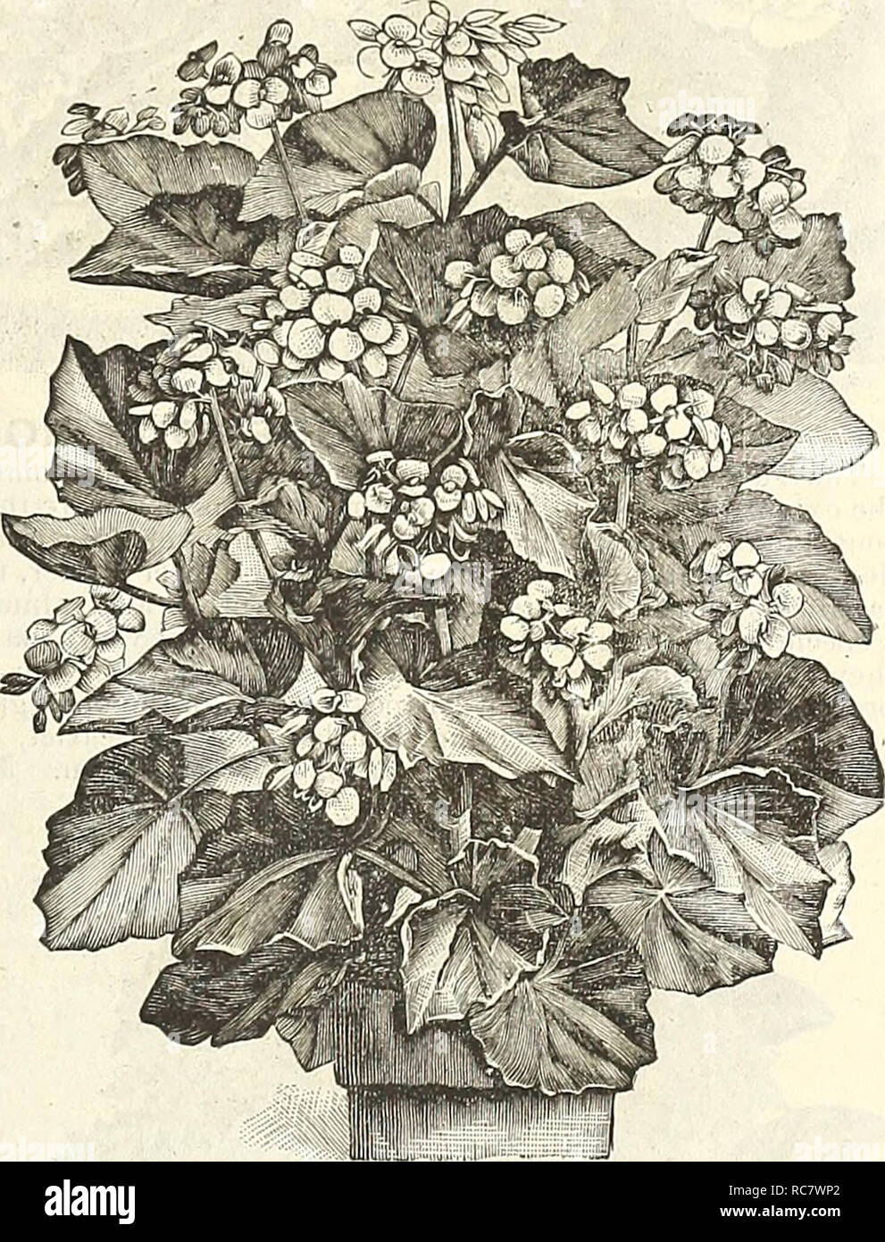 . Dreer's garden calendar for 1888. Seeds Catalogs; Nursery stock Catalogs; Gardening Catalogs; Flowers Seeds Catalogs. Single Abutilons. Thompsoni Plena. Aureuni Maculatuin. Green and yellow mottled foli- age, flowers yellow, veined with crimson. Boule de Neige. Fine, pure white ; free blooming. Brilliant. Bright red, free dwarf habit. Couronne D'or. Beautiful, deep sulphur yellow. Crusader. Rich cinnabar scarlet, large. Emperor. Claret crimson, large and fine. Firefly. Rich salmon scarlet; fine. King of Roses. Large rosy crimson. Royal Scarlet. Brilliant scarlet, very dwarf and free. Scarlet Stock Photo