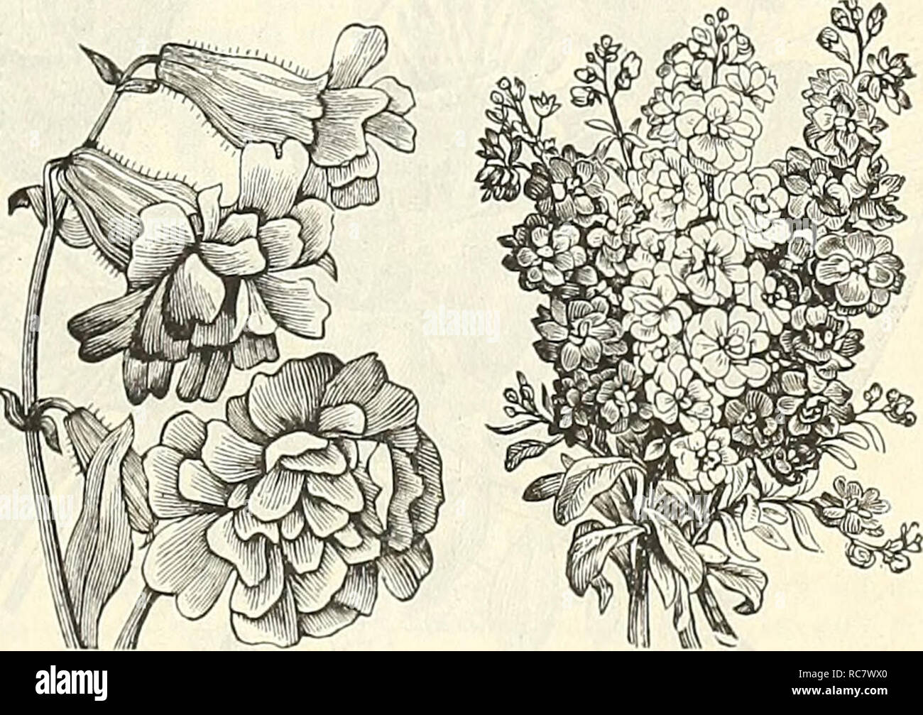 . Dreer's garden calendar for 1888. Seeds Catalogs; Nursery stock Catalogs; Gardening Catalogs; Flowers Seeds Catalogs. Senecio. Sedum. SEDUM. (Stonecrop.) A pretty and useful little plant, growing freely on rock or rustic-work, hanging baskets, etc.; during the summer they expand their brilliant star-shaped flowers in profusion; mixed colors and varieties; hardy peren- nial ; 3 inches. 6540 S. Mixed 10 SENECIO, or JACOB/EA. A showy half-hardy perennial from South Africa. It produces in great profusion blanching spikes of bright flowers, IJ inches in diameter, from spring until fall, and will  Stock Photo