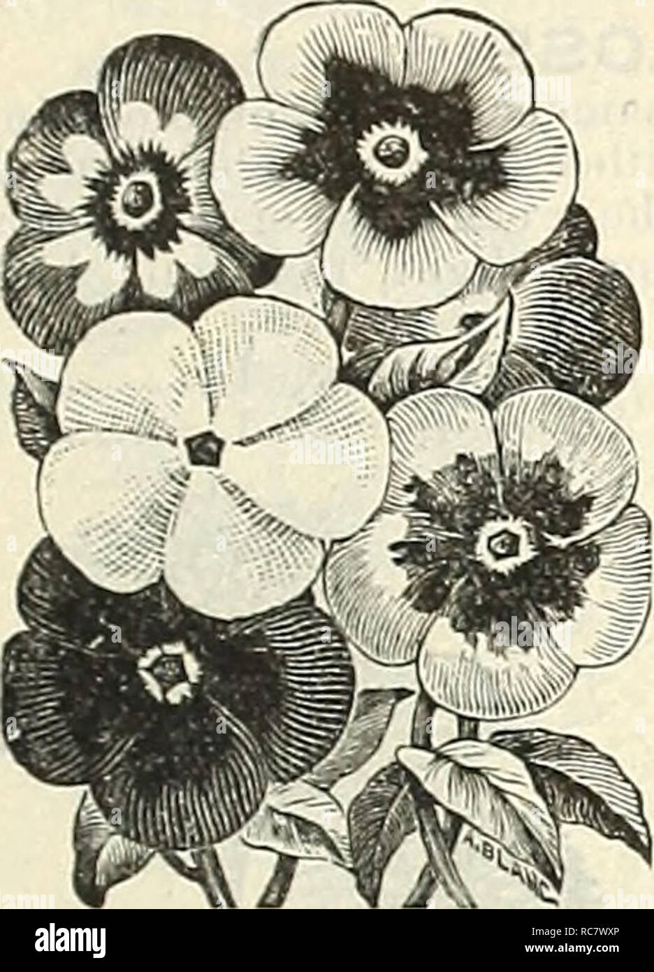 . Dreer's garden calendar for 1888. Seeds Catalogs; Nursery stock Catalogs; Gardening Catalogs; Flowers Seeds Catalogs. FOR THE FLOWER GARDEN. 67 PH LOXr-ContiMUed. 6328 P. Peach Blossom. Large flowers of a delicate salmon tint 10 6326â Radowitzi. Rose, striped white 10 ^330â Mixed. All colors. Per oz., $1.00 5 PH LOX DRU M MONDIGR AN Dl FLORA. An improvement on the old varieties in stronger, more compact growth, aud.larger flowers, with white cen- tres, admirably relieved by a dark violet eye; 1A feet. 6331 P. Alba'Pura. Pure white 10 6334 â Carminea Alba Oculata. Rosy carmine, white eve â â¢ Stock Photo