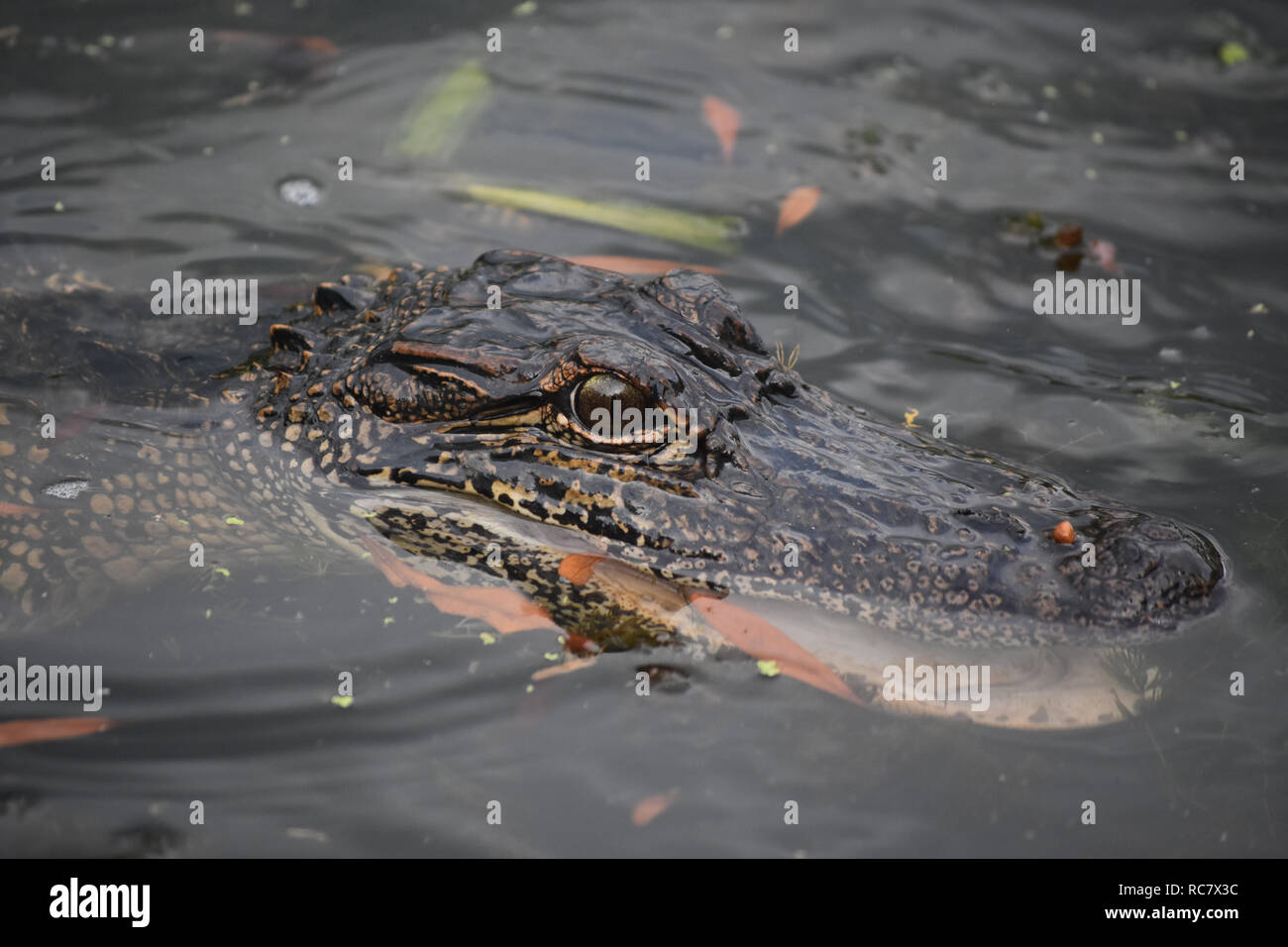 Angry alligator with it's mouth slightly open under the water Stock ...