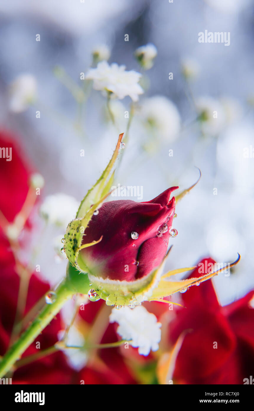 Beautiful red rose bud with shining small water drops. Selective focus. Unfocused red rose and white gypsophila bouquet at background. Vertical spring Stock Photo