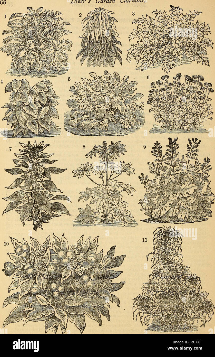 . Dreer's garden calendar : 1879. Seeds Catalogs; Nursery stock Catalogs; Gardening Catalogs; Flowers Seeds Catalogs. Dreer's Garden Calendar, 2 ir^mms^ 3. 1. Centaurea Gymnocakpa. 2. Amaranthus Gordoni. 3. Centaurea Clementei 4. Pertlla Nankinensis. 5. Centaurea Candidissima. 6. CiNERAEIA MarITIMA, OR DUSTT MlLLER. 7. Amaranthu-s Tricolor, ok Joseph's Coat« 8. RiciNus Variety. 9. BocooxiA Japonica. 10. Euphorbia Variegata. 11. AMABAwnroB SAMCiPOUxra, OR Fountain Plant,. Please note that these images are extracted from scanned page images that may have been digitally enhanced for readability - Stock Photo