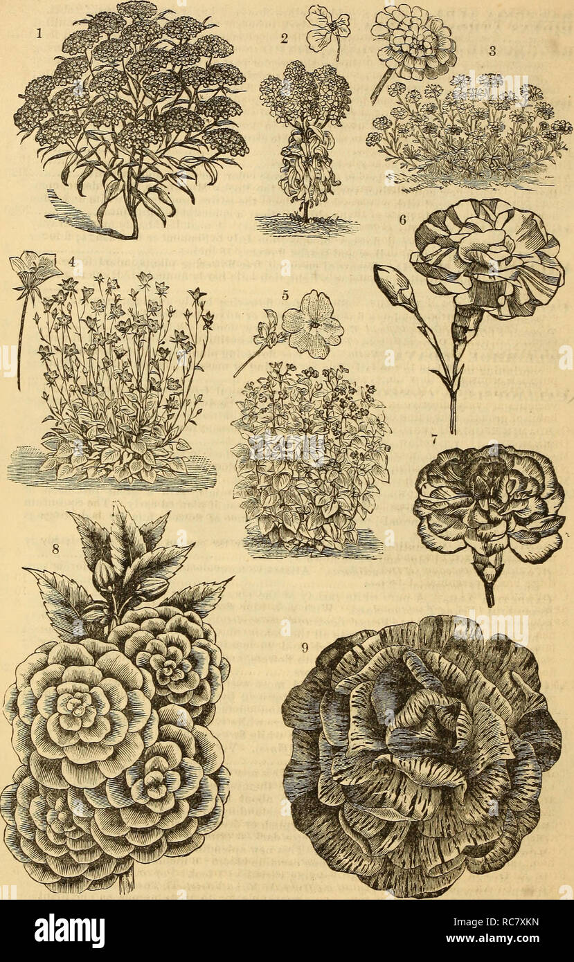 . Dreer's garden calendar : 1879. Seeds Catalogs; Nursery stock Catalogs; Gardening Catalogs; Flowers Seeds Catalogs. p 46 Dreer 's Garden Calendar.. 1. Dunnett's Crimson Candytuft. 2. White Rocket Candytuft. 3. White Perennial Candytuft, or Iberis Sempervirens. 4. Campanula Carpatica, OR Platycodon Grandiflora. 6. Browalma Elata Variety. 6. Carnation Remontant or Perpetual. 7. Carnation, Picotee Varietv. 8. Camellia-flowered Double Bai^ams. 0. SoLFERiNo Double Balsams.. Please note that these images are extracted from scanned page images that may have been digitally enhanced for readability - Stock Photo