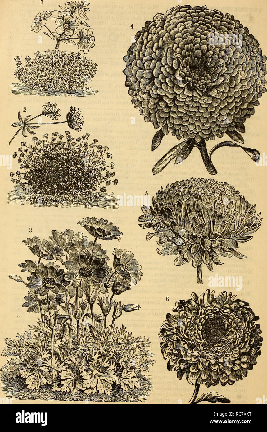 . Dreer's garden calendar : 1879. Seeds Catalogs; Nursery stock Catalogs; Gardening Catalogs; Flowers Seeds Catalogs. w 44 Dreer's Garden Calendar.. 1. Anagallis Grandiflora Variety. 2. Asperula Azurea Sktosa. 3. Anemone Fuloens, or Scarlet Winpflowke, 4. Giant Empftror Aster. 6 ^^r^7^&quot;^^^^- P^K^ECTiON Aster. O. KOSE-FL©WEEED ASTEK.. Please note that these images are extracted from scanned page images that may have been digitally enhanced for readability - coloration and appearance of these illustrations may not perfectly resemble the original work.. Henry A. Dreer (Firm); Henry G. Gilbe Stock Photo