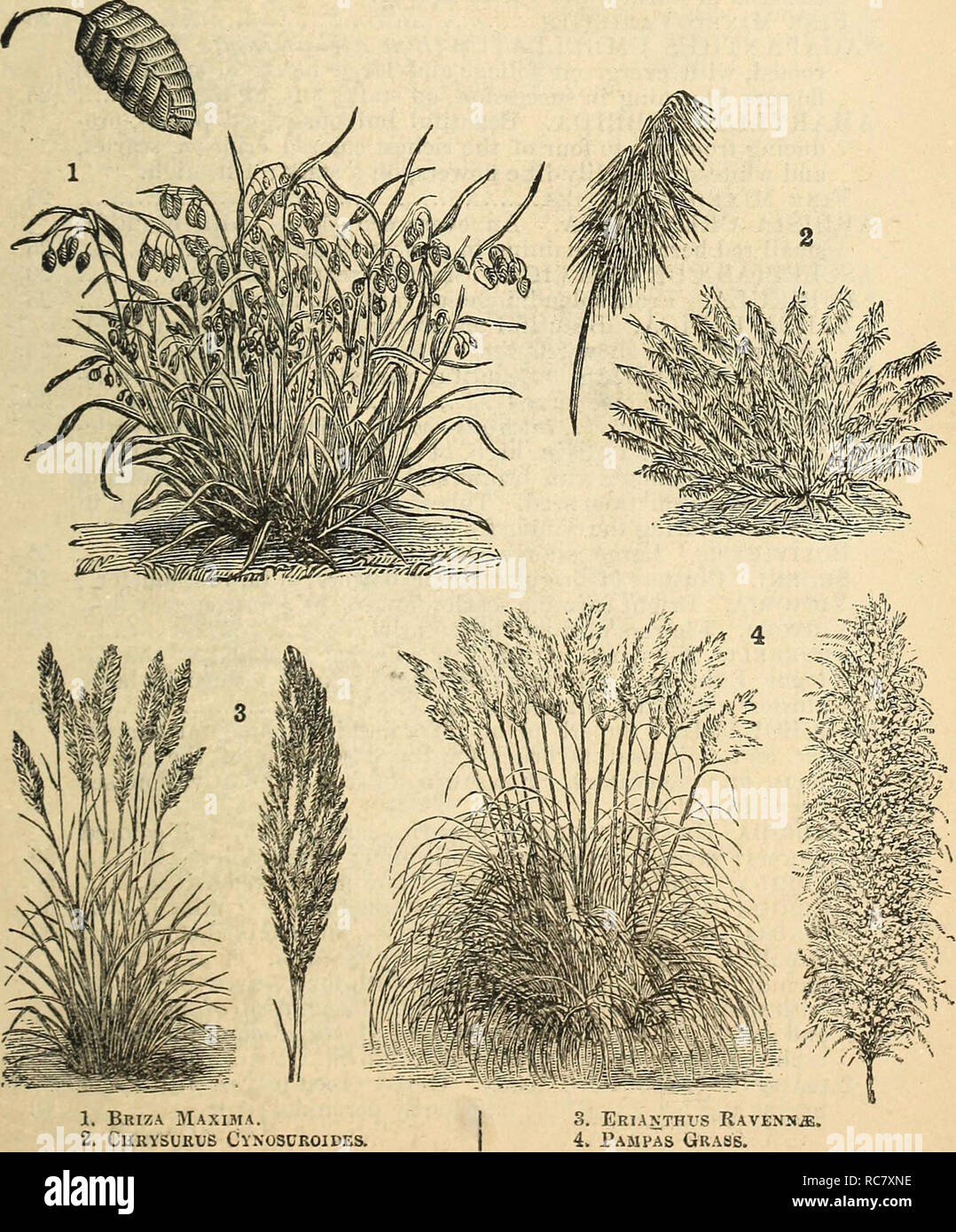 . Dreer's garden calendar : 1878. Seeds Catalogs; Nursery stock Catalogs; Gardening Catalogs; Flowers Seeds Catalogs. Dreer^s Garden Calendar. 81 LASIAGROSTIS ARGENTEA. A beautiful silver-white grass, fine for bouquets; hurdy perennial 5 MILIUM MULTIFLOllUM {Pearl Grass). A very graceful va- riety 5 PENNISETUM LONGISTILUM. A very graceful plant; li ft... 5 PHALAKIS AKU^'DINACEA. A variety of Ribbon Grass; hardy perennial; 3 ft 5 STIPA RENNATA (Feather Grass). Hardy perennial plant with beautiful delicate white feathery grass; flowering the second season from seed. The seed being slow to vegeta Stock Photo