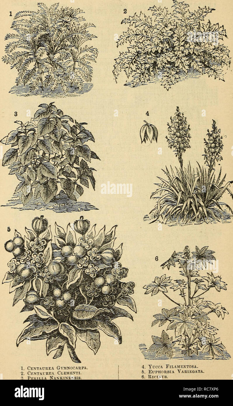 . Dreer's garden calendar : 1878. Seeds Catalogs; Nursery stock Catalogs; Gardening Catalogs; Flowers Seeds Catalogs. 76 Dree?-'s Garden Calendar.. 1. CeKTAUREA GOINOCARPA 2. Centairea Clemexti. 3 Pekilt.a Nankikexsis. 4. Tl'cca Filamextosa. 5. ErPHORBiA Variegata. 6. RiriNrs.. Please note that these images are extracted from scanned page images that may have been digitally enhanced for readability - coloration and appearance of these illustrations may not perfectly resemble the original work.. Henry A. Dreer (Firm); Henry G. Gilbert Nursery and Seed Trade Catalog Collection. Philadelphia, Pa. Stock Photo