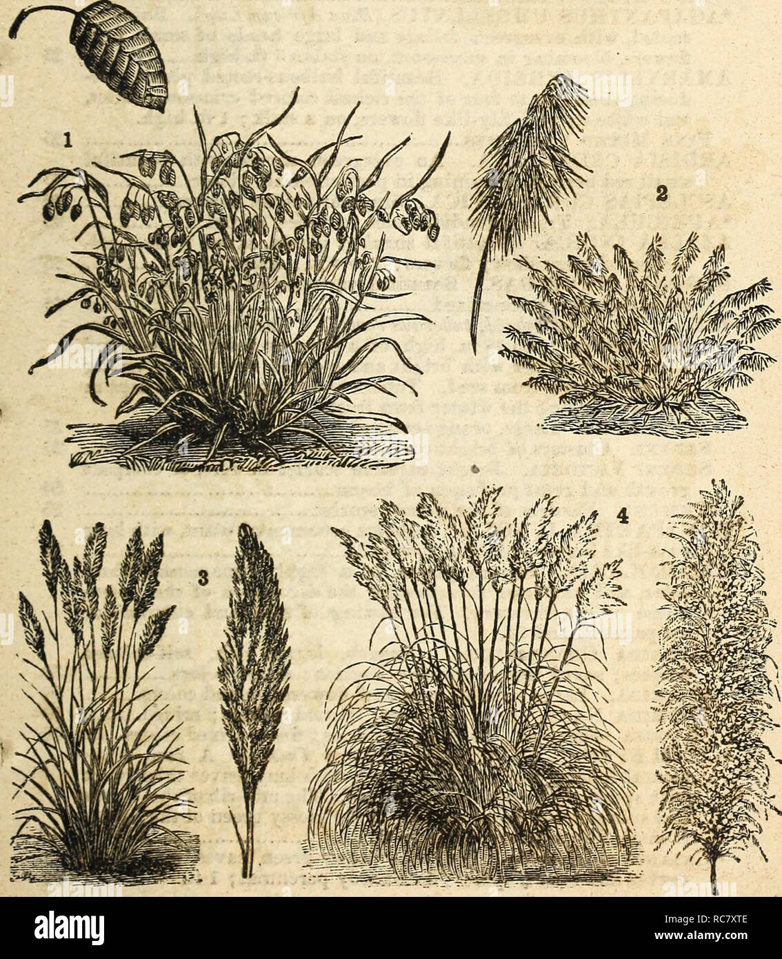. Dreer's garden calendar : 1877. Seeds Catalogs; Nursery stock Catalogs; Gardening Catalogs; Flowers Seeds Catalogs. Dreer's Garden Calendar. 85 LASIAGROSTIS ARGENTEA. A beautiful silver-white grass, fine tor bouquets; hardy perennial 5 MILIUM EFT IJ SUM (Pearl Grass). Grows best in shady places; panicles widely diffused, fine for bouquets; hardy perennial 5 PENNISETUM LONGISTILUM. A very graceful plant; 1£ ft... 5 PHALAR1S ARUND1NACEA. A variety of Ribbon Grass; hardy perennial; 3 ft 5 STIPA PENNATA {Feather Grass). Hardy perennial plant with beautiful delicate white feathery grass; flowerin Stock Photo