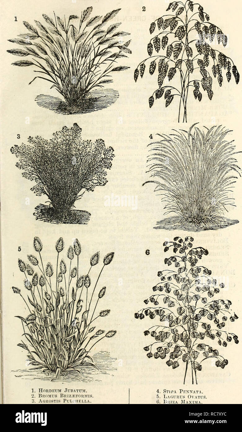 . Dreer's garden calendar : 1876. Seeds Catalogs; Gardens Catalogs; Flowers Seeds Catalogs. Dreer's Garden Calejidar. 2 73. 1. HORDEUM JUBATITiM. 2. BnoMUS Briz^formis 3. Aguostis Pclchella. 4 4. Stipa Pf.nnata. 5. Lagurus Ovatus. 6. Briza Maxima.. Please note that these images are extracted from scanned page images that may have been digitally enhanced for readability - coloration and appearance of these illustrations may not perfectly resemble the original work.. Henry A. Dreer (Firm); Henry A. Dreer (Firm); Henry G. Gilbert Nursery and Seed Trade Catalog Collection. Philadelphia, Pa. : Henr Stock Photo