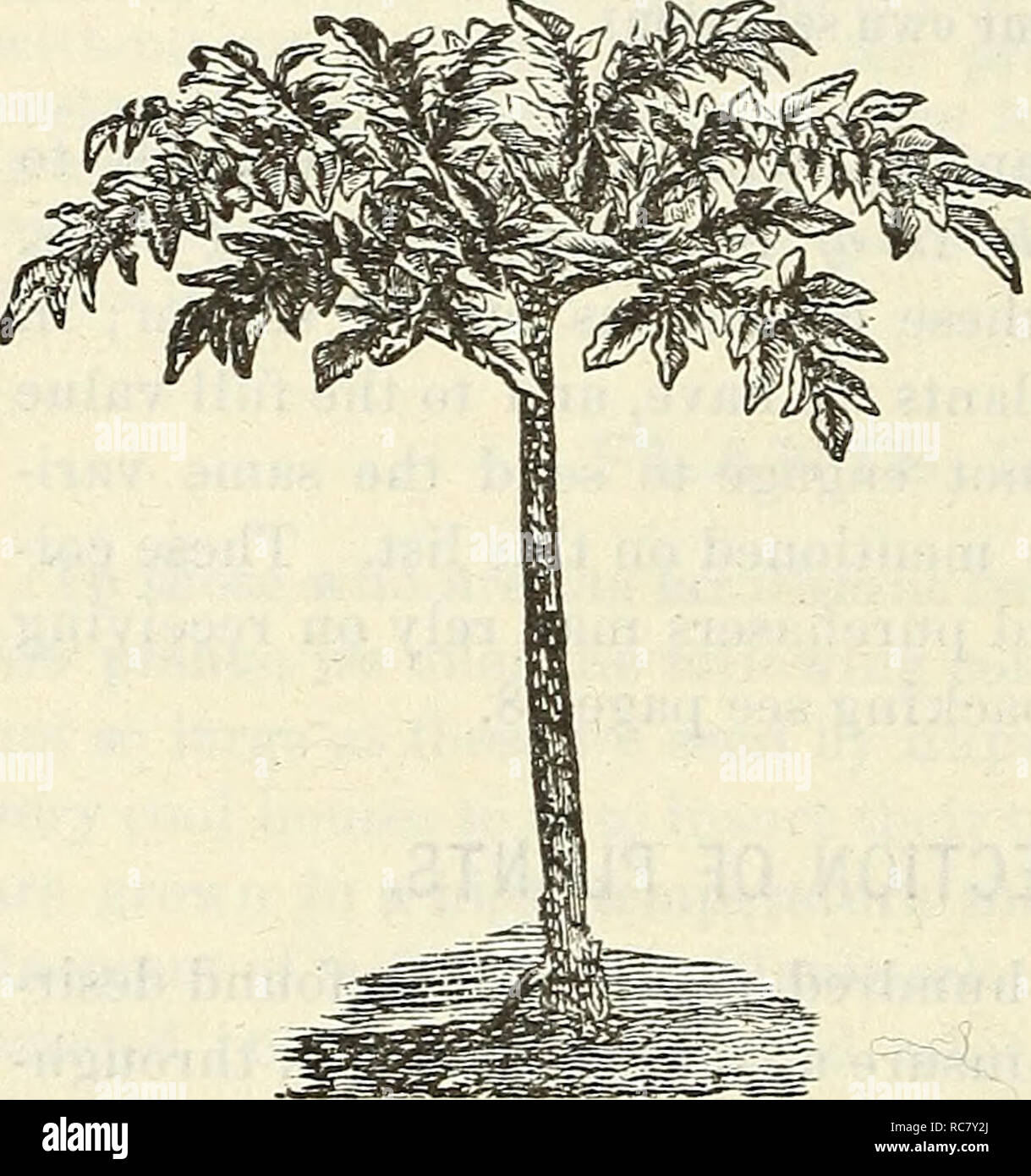 . Dreer's garden calendar : 1875. Seeds Catalogs; Nursery stock Catalogs; Gardening Catalogs; Flowers Seeds Catalogs. 100 Dreer''s Garden Calendar. NEW AND RARE PLANTS FOR 1875.. AMORPHOPHALLUS RIVIERI. A new Ariod, of easy out-door culture, producing a solitary palm- like leaf on a rose and olive-green speckled stem, two to three feet high. The tubers, maturing the second year, produce flowers like the &quot; Calla Lily;&quot; the outside of a similar color to the leaf stalk, the inside deep blood-red, veined with black. Tubers are planted out in May, and kept over winter like Dahlia roots. L Stock Photo