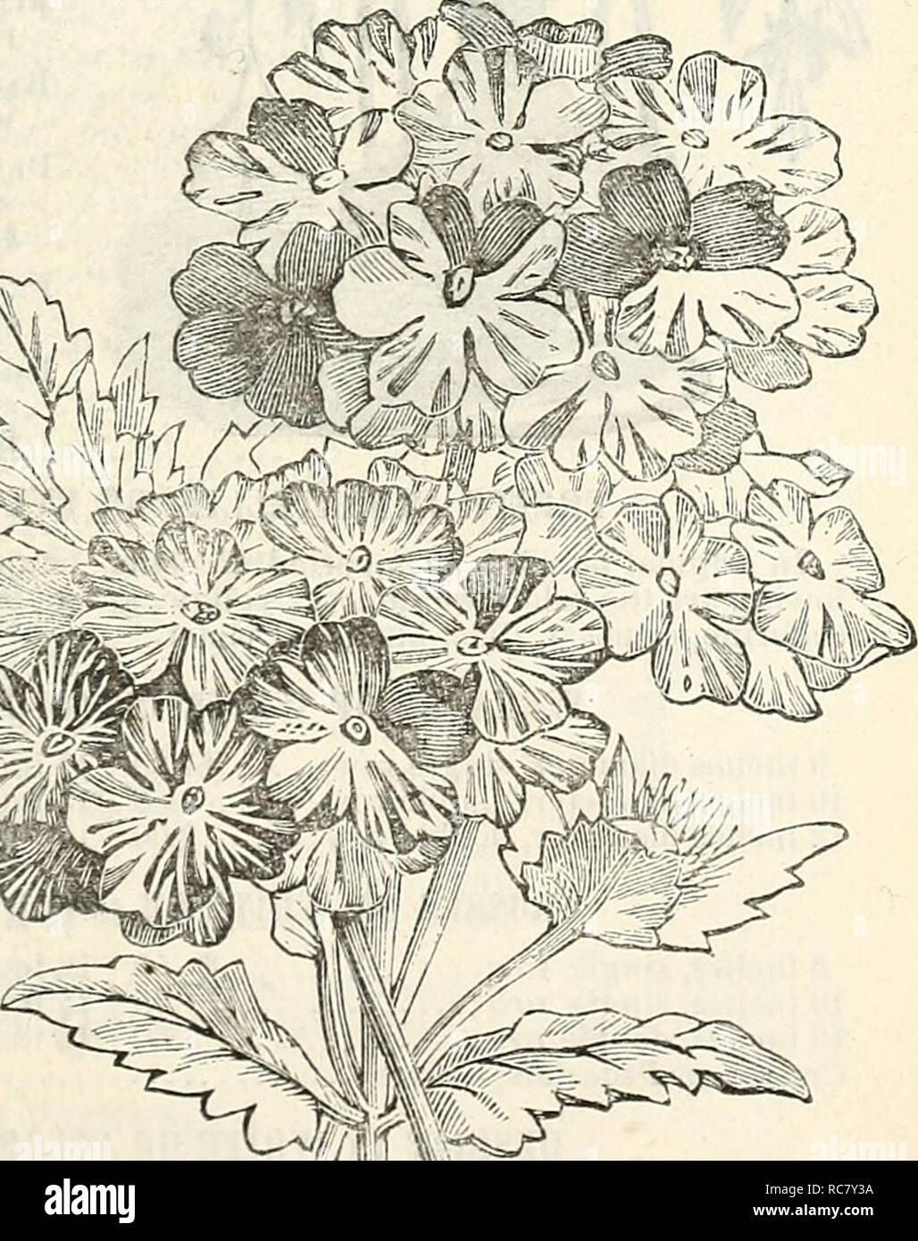 . Dreer's garden calendar : 1875. Seeds Catalogs; Nursery stock Catalogs; Gardening Catalogs; Flowers Seeds Catalogs. Dreer''s Garden Calendar. ^o Per packft. PHLOX DRUMMONDI HEYNOLDI CARDINALIS. A new dwarf variety, with large beautiful deep-scarlet flowers 20 Dkummondi, New Peach-blossom. A new charming dwarf variety of compact growth. Flowers large and distinct, of a delicate salmon tint 20 POKTULACA ALBA OCULATA. A new variety of this ])opular plant. The flowers are large pure white, with reddish pur])le centre and red stalks 10 RICINUS, DUCHESS OF EDINBUKGH. A bronze-leaved vari- ety from Stock Photo