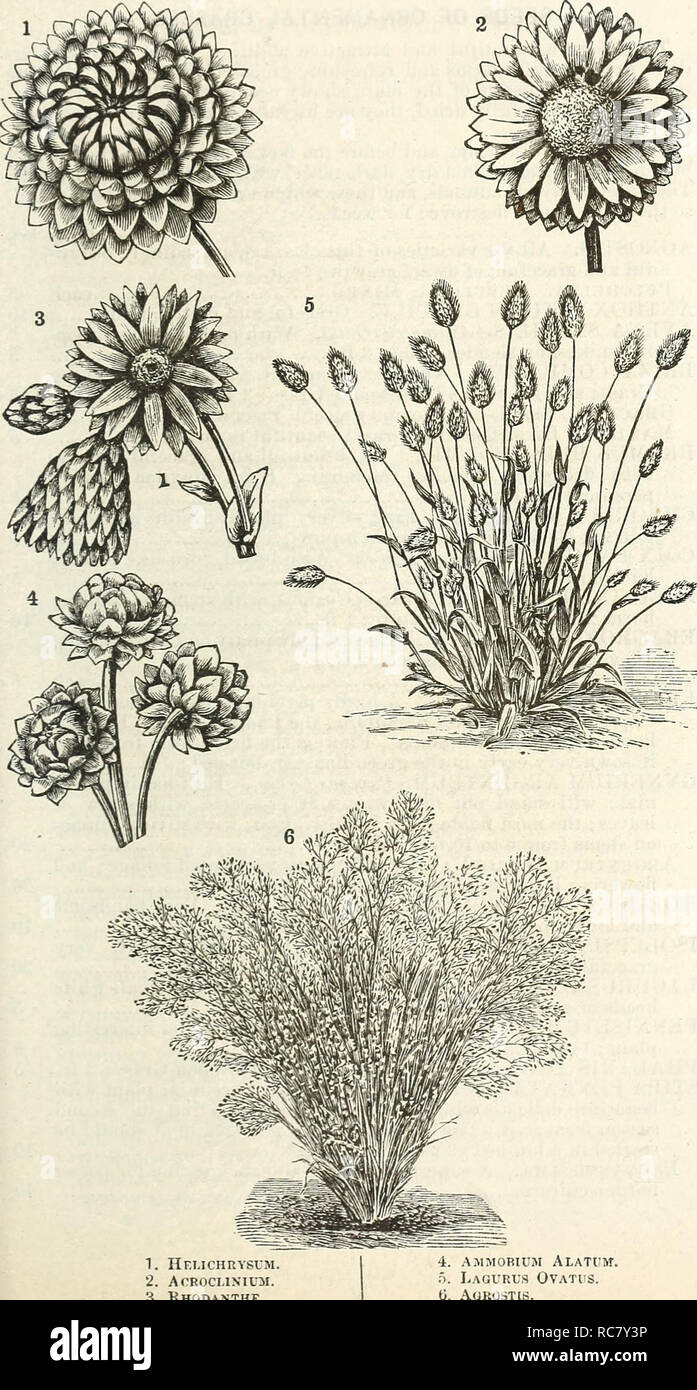 . Dreer's garden calendar : 1875. Seeds Catalogs; Nursery stock Catalogs; Gardening Catalogs; Flowers Seeds Catalogs. Dreer's Garden Calendar 2 71. 1. Hei.ichrysum 2. acrocliniiim. 3. Rhodanthe. 4. AMMOBIUM ALATI'M. .AGURUS OVATUS. G. AOROSTIS.. Please note that these images are extracted from scanned page images that may have been digitally enhanced for readability - coloration and appearance of these illustrations may not perfectly resemble the original work.. Henry A. Dreer (Firm); Henry G. Gilbert Nursery and Seed Trade Catalog Collection. Philadelphia, Pa. : Henry A. Dreer Stock Photo