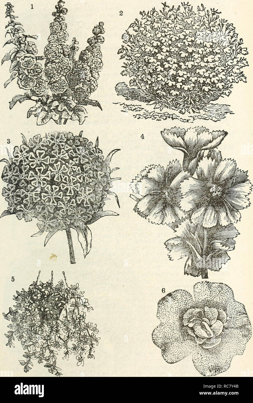 Dreer S Garden Calendar 1875 Seeds Catalogs Nursery Stock Catalogs Gardening Catalogs Flowers Seeds Catalogs Dreer S Garden Calendar 55 1 Double English Hollyhock 2 Ijobf Lta 3 Lychnis Chalcedonica 4 Lychnis Ii Ibri