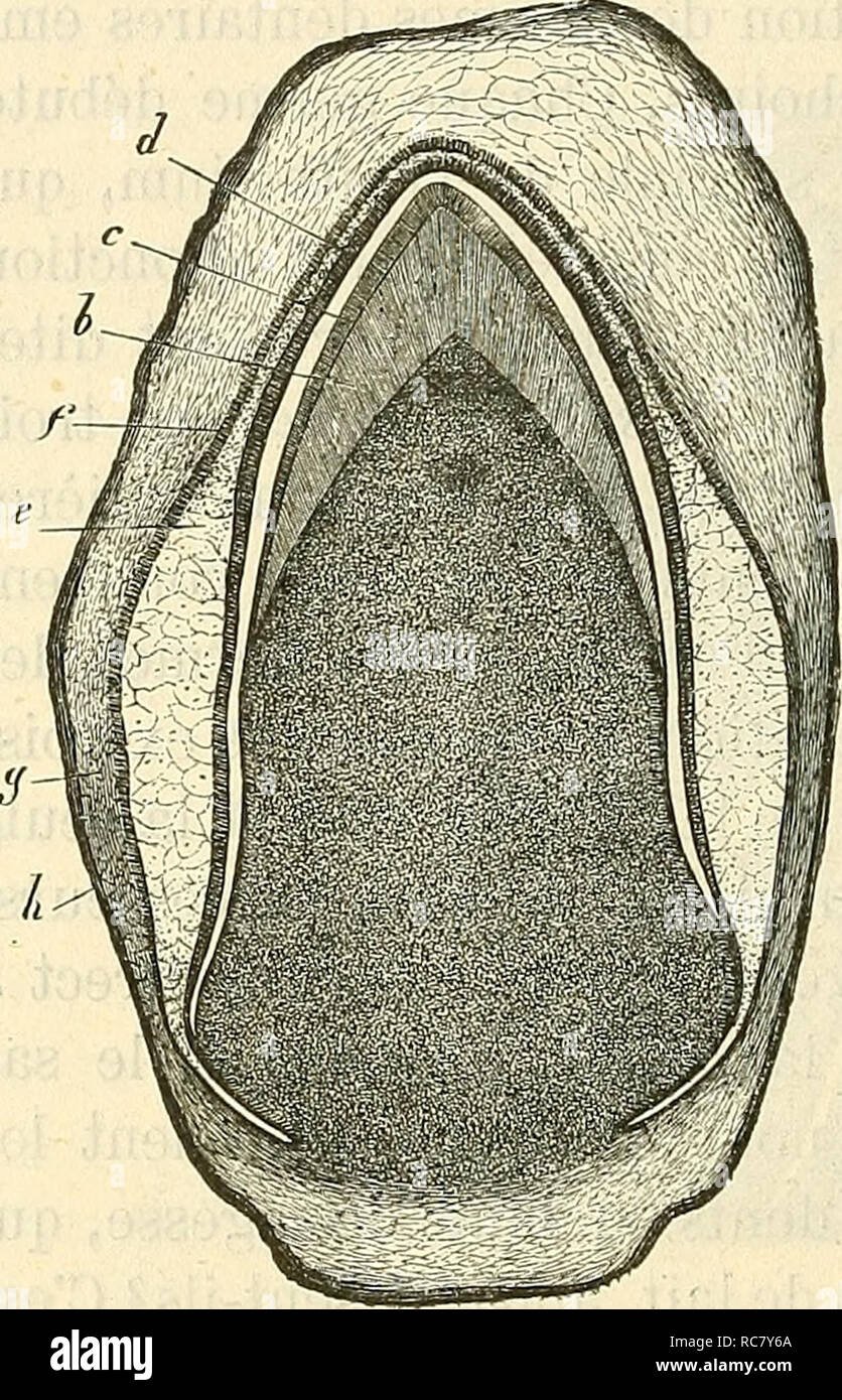 compléments capillaires hommes