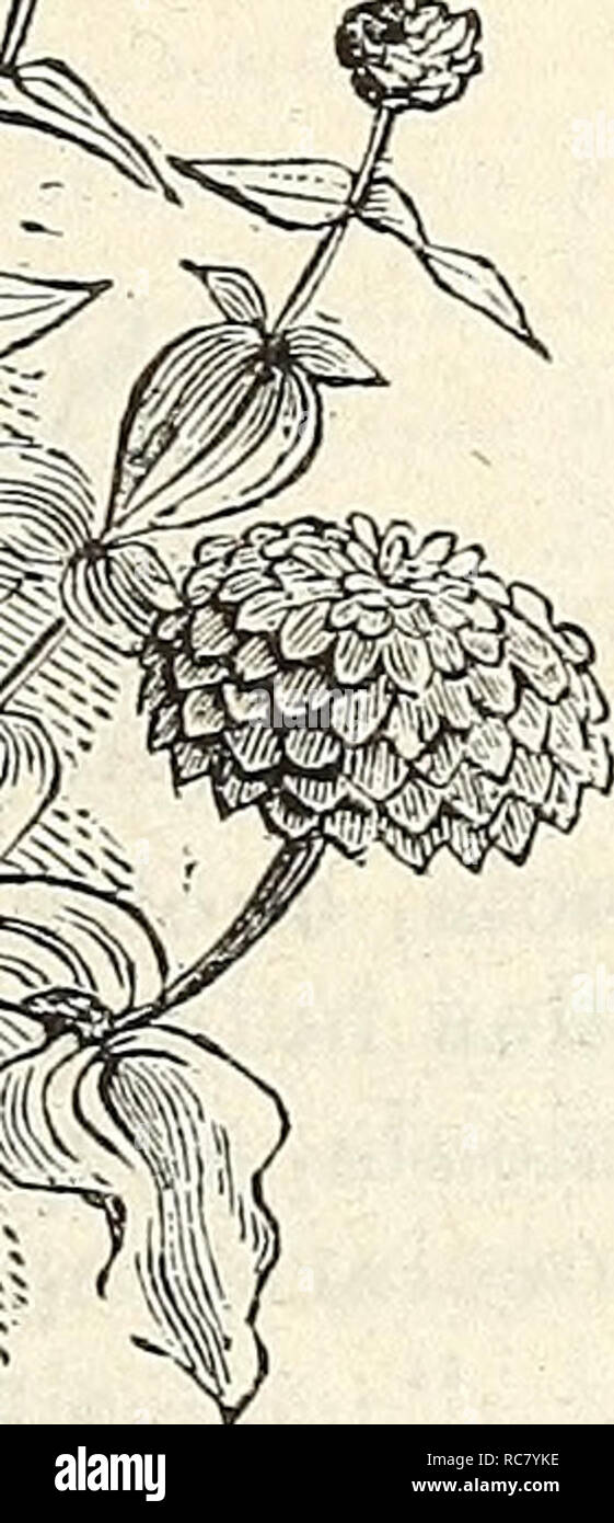 . Dreer's garden calendar for 1866. Seeds Catalogs; Nursery stock Catalogs; Gardening Catalogs; Flowers Seeds Catalogs. ORNAMENTAL GRASSES. FOR BOIiaUETS AND DECORATIVE GROUPS. Agrostis Pulchella. Eragrostis Namaquensis. &quot; Nebulosa. &quot; Senegalensis. Arundo Donax versicolor, Grangea Maderaspatana. (Ribbon Grass.) Gynerium Argenteum. Avena Sensitiva or Animated Oats. (Pampas Grass,) 25 cts. Briza Maxima, Quaking Grass. Lamarkia Aurea. &quot; Gracilis. Sorghum Saccharatum. Coix Lachryma, (Job's Tears.) Stipa Pinnata, (Feather Grass.) Elymus Hystrix. Eragrostis Elegans, (Love Grass.). Ple Stock Photo