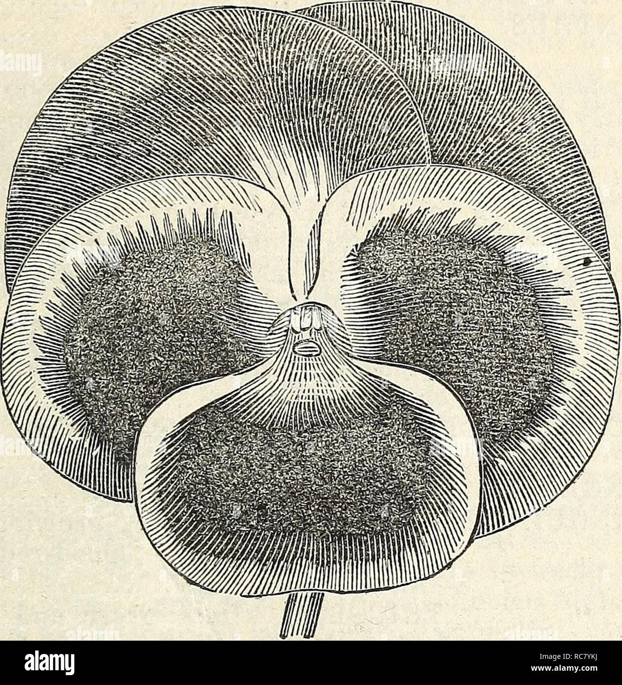 Dreer S Garden Calendar For 1866 Seeds Catalogs Nursery Stock Catalogs Gardening Catalogs Flowers Seeds Catalogs Dreer S Garden Calendar 41 Pansy Viola Tri Color Maxima Good Imported Variety 10 1 I Pansy Dreer S