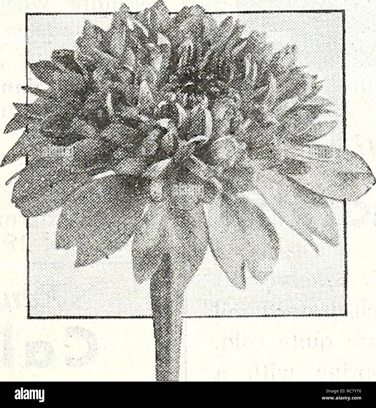 Zinnea flowers hi-res stock photography and images - Alamy