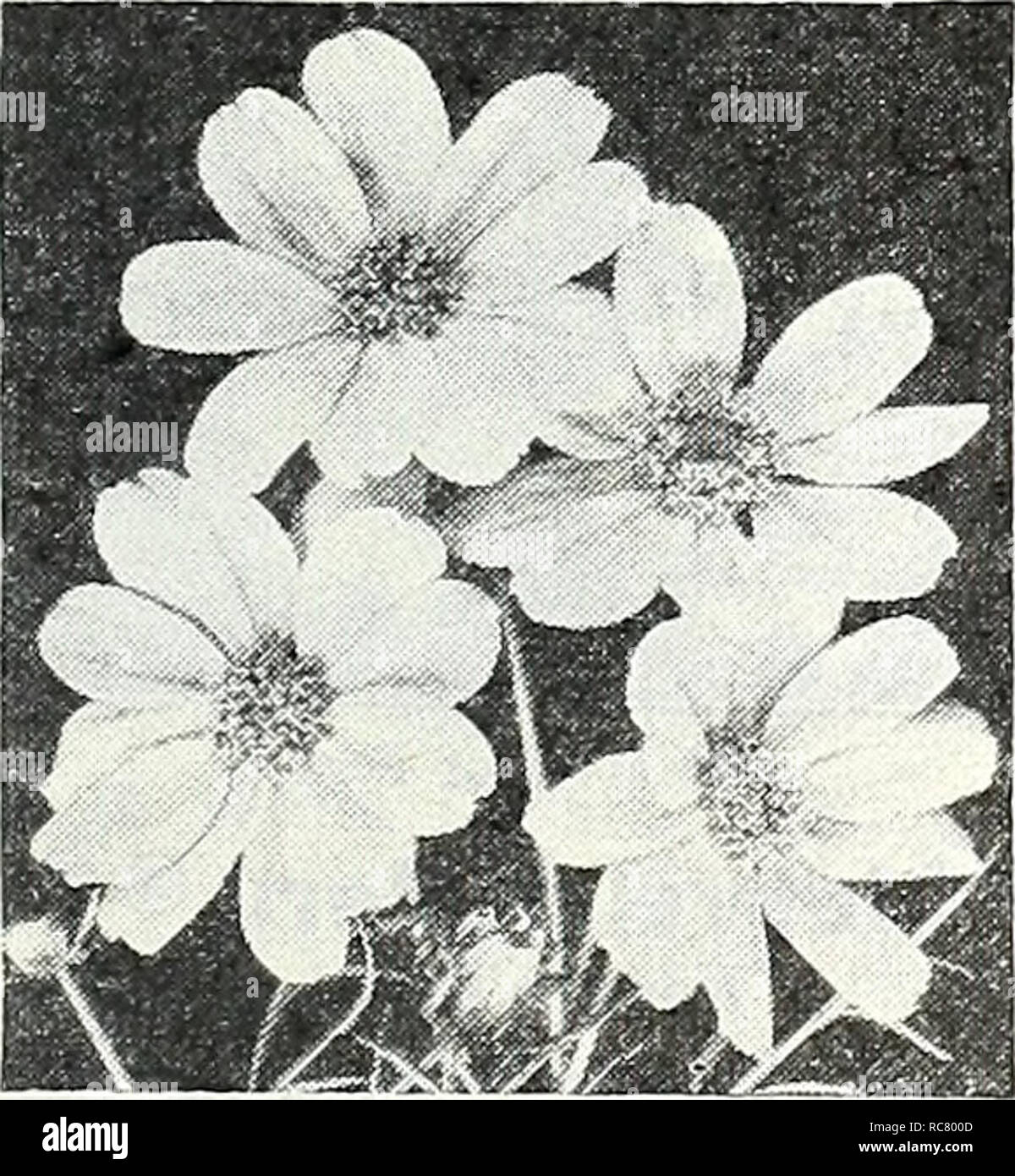 . Dreer's garden book for 1947. Seeds Catalogs; Nursery stock Catalogs; Gardening Equipment and supplies Catalogs; Flowers Seeds Catalogs; Vegetables Seeds Catalogs; Fruit Seeds Catalogs. Lathyrus latifolms Lathyrus [^p] ® § Hardy Sweet Pea A showj, tree - flowering, hardy climber tor covering old stumps*fences, etc. Blooms contmuoublv fiom mid- summer until trost. 5-0 feet. 2751 Latifolius, Pink Beauty. Fine rose-pink flower clusters. 2753 — Red (Splendens). Always ad- mired for its rich color. 2755 — White Pearl. Beautiful large, pure white flowers in large trusses. 2756 Mixed Colors. This i Stock Photo